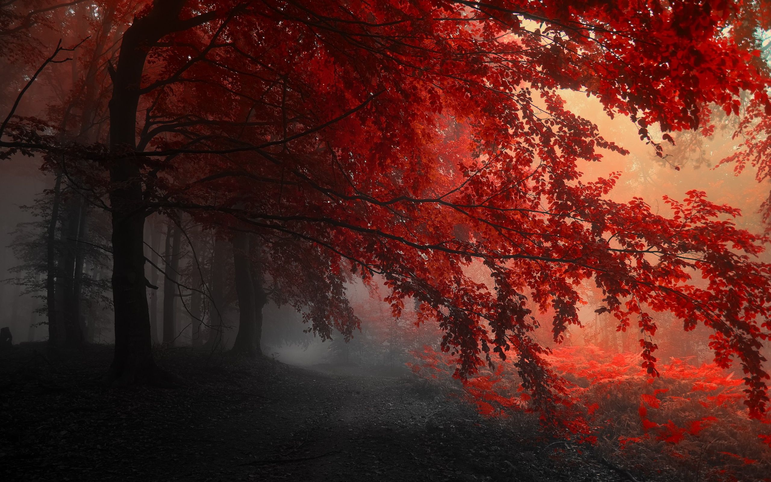 Red Tree Wallpaper 4k - HD Wallpaper 