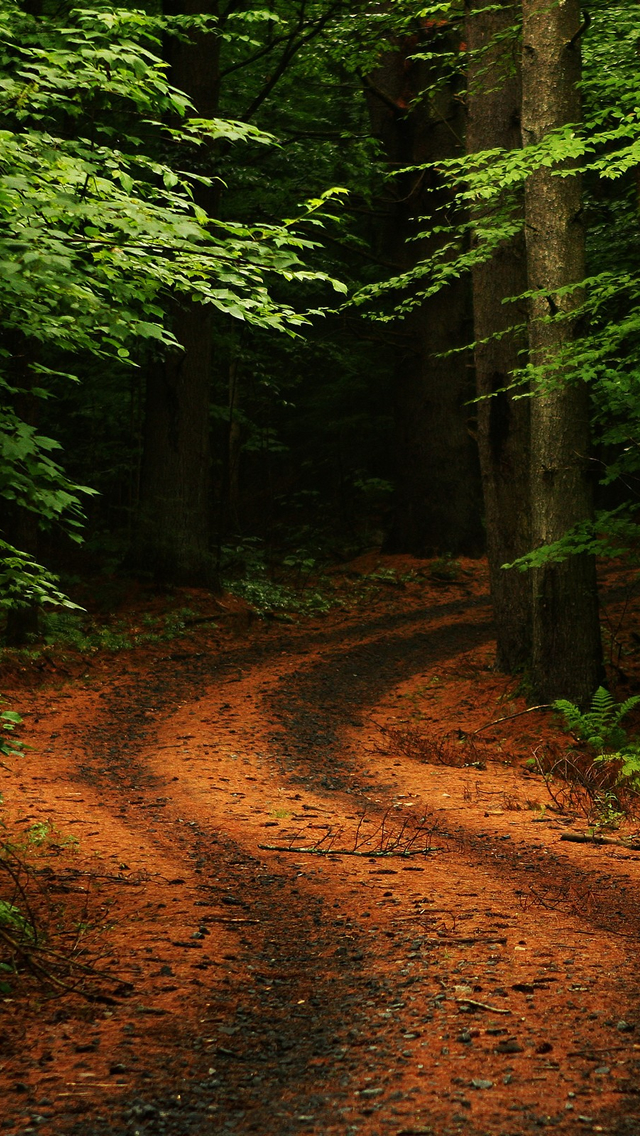 Forest Path Road Iphone Wallpaper - Nature Hd Wallpapers For Iphone 5s - HD Wallpaper 