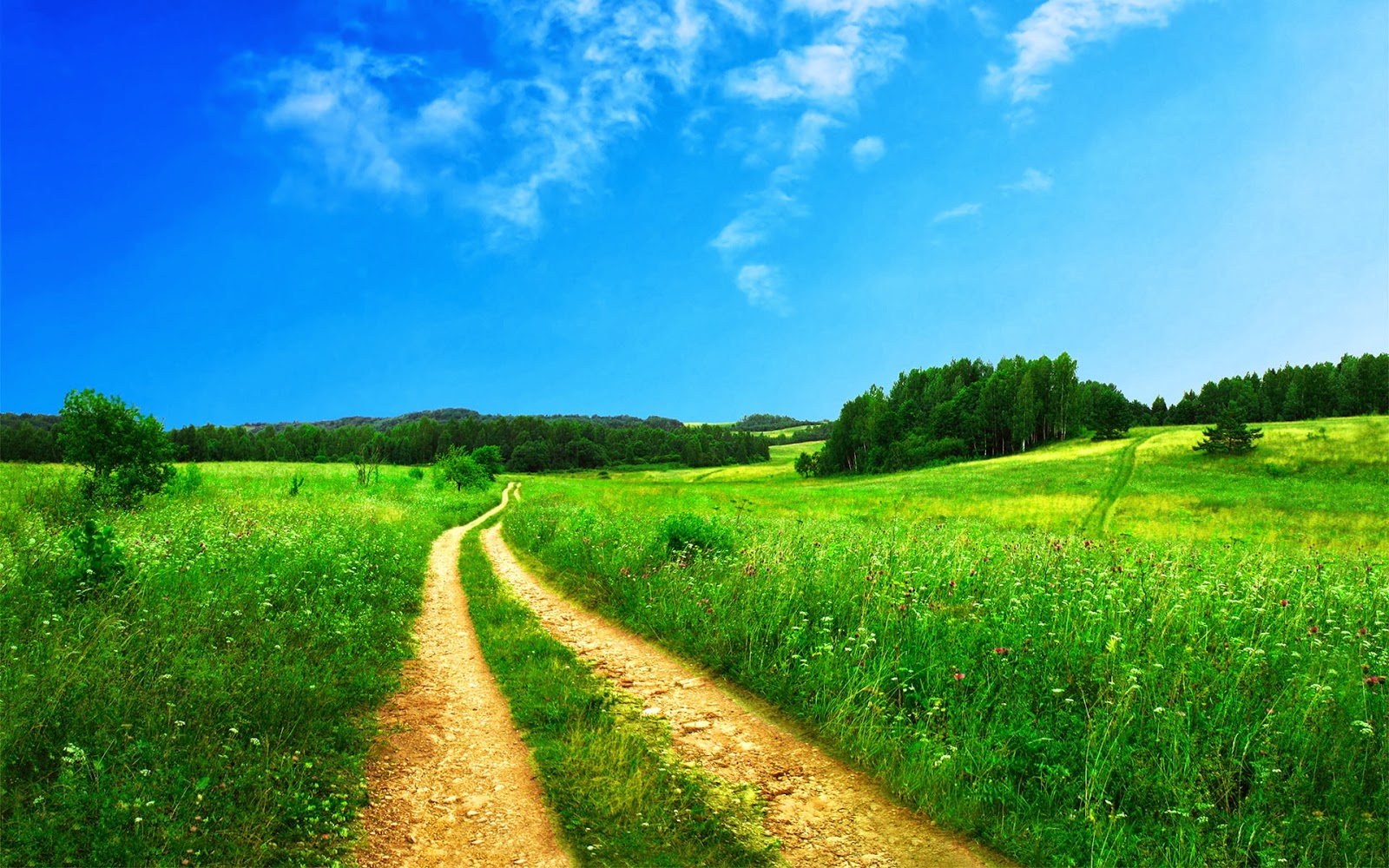 Most Beautiful Natural Path Green Grass Natural Place - Summer Landscape  Wallpaper Hd - 1600x1000 Wallpaper 