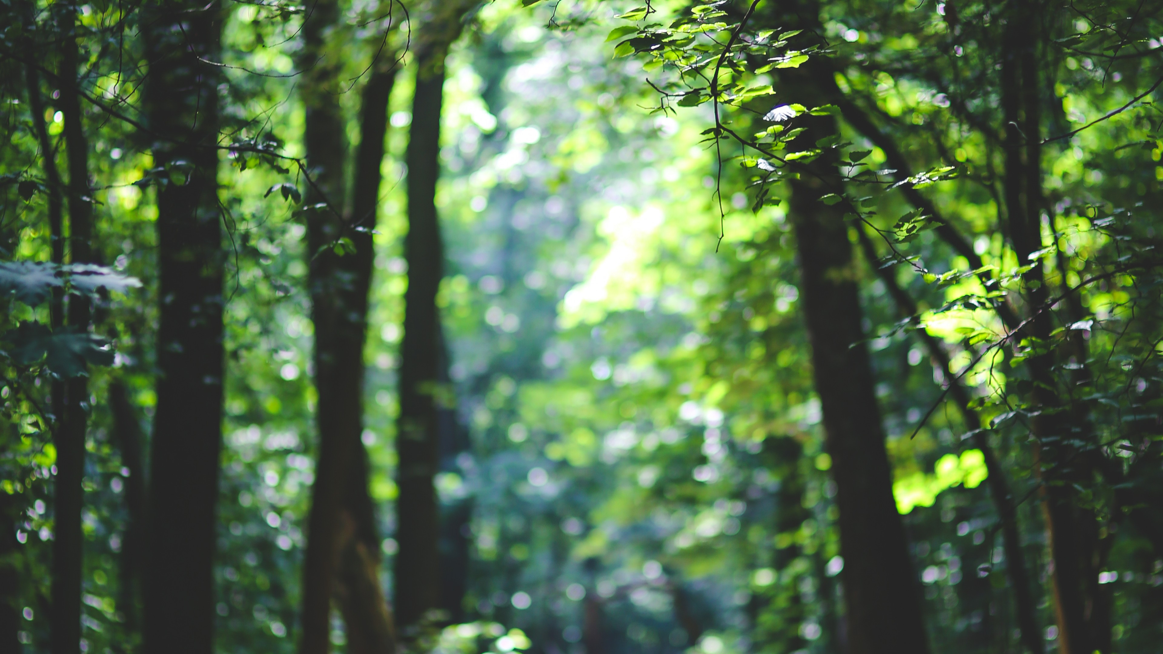 4k Iphone Wallpaper Forest - HD Wallpaper 