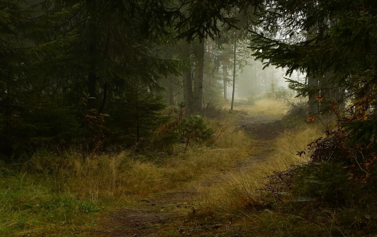 Deep Forest Path Wallpapers - Deep Forest Path - HD Wallpaper 