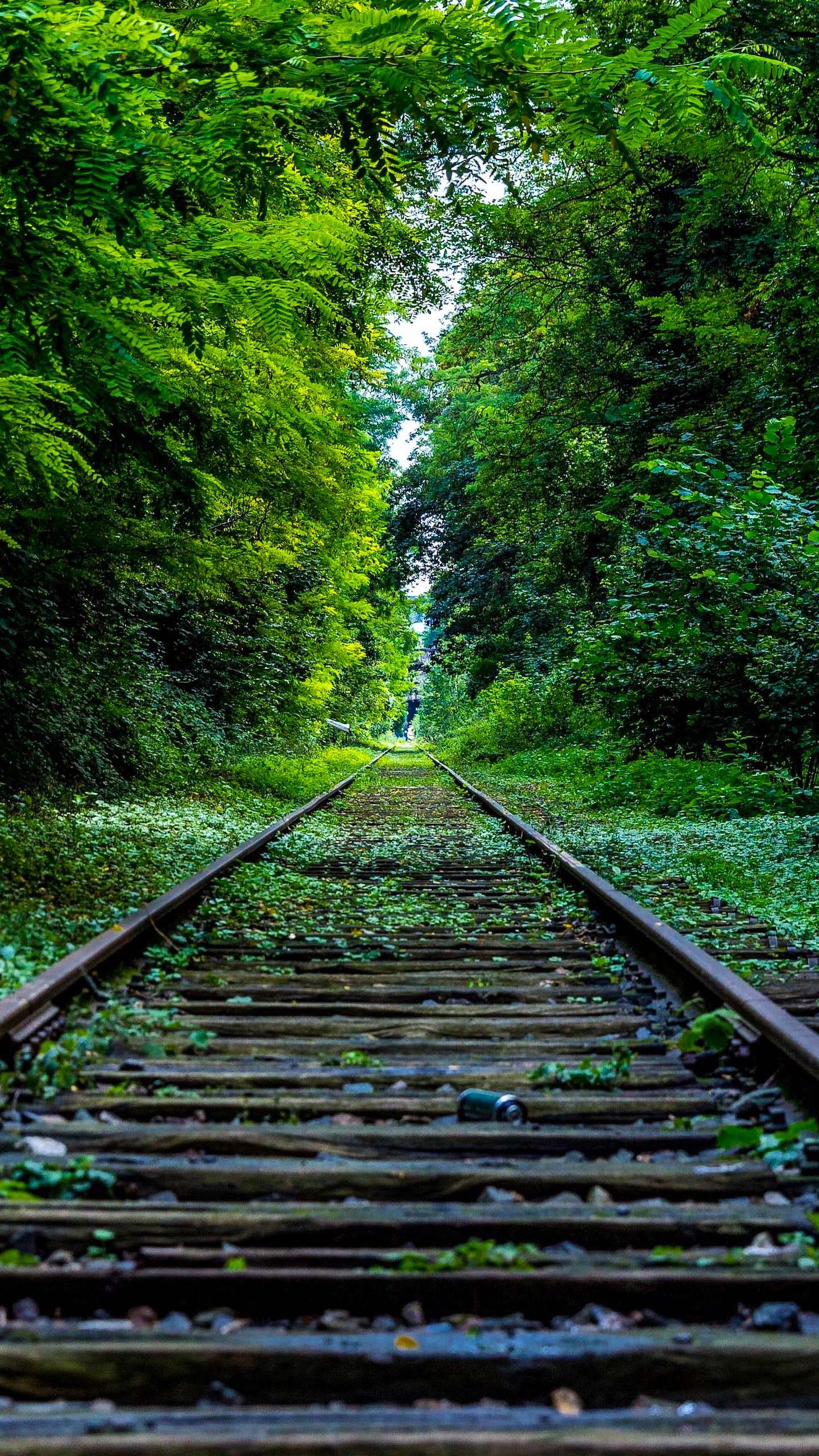 Tree Wallpaper Iphone 6 - HD Wallpaper 