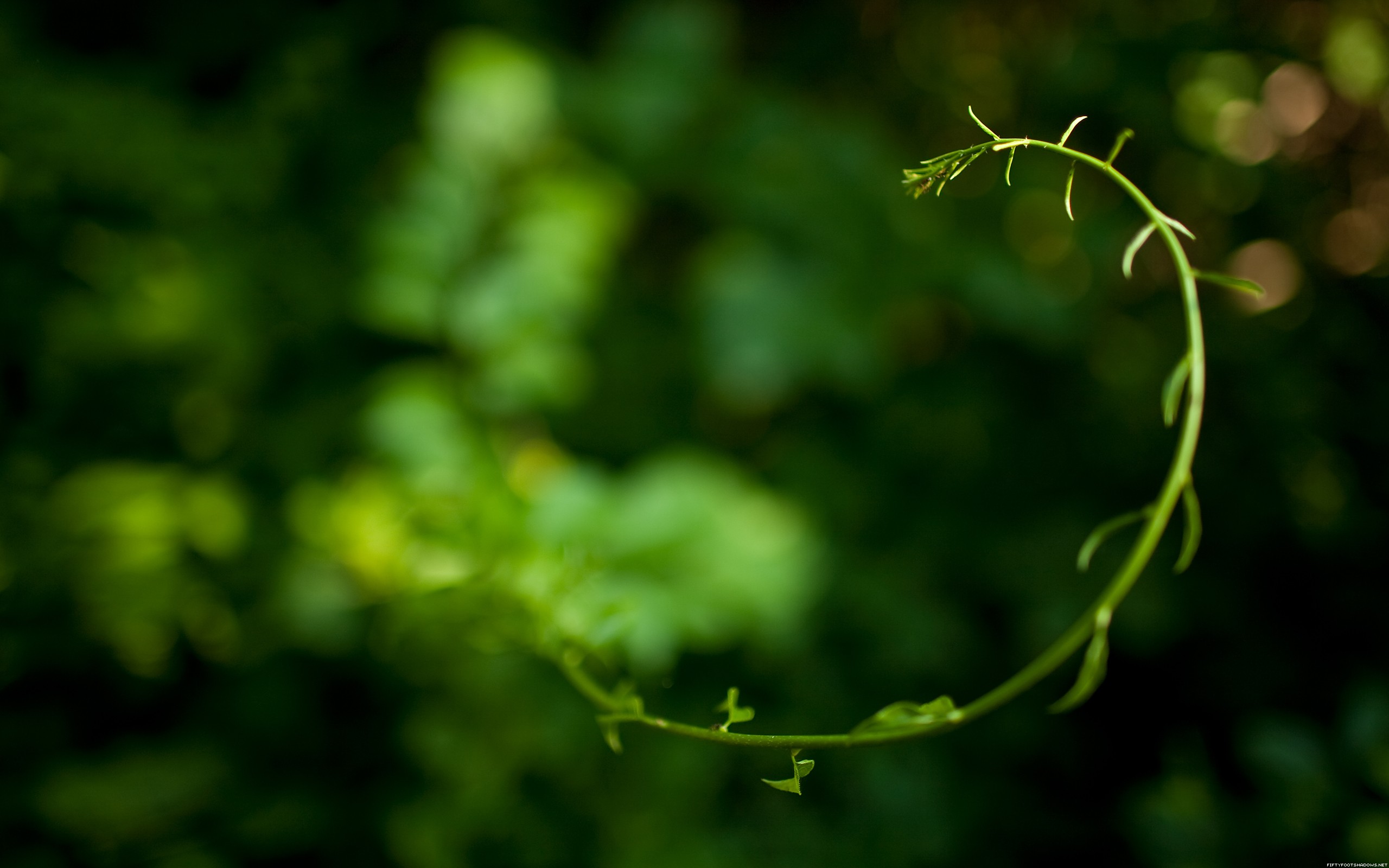 Curved Plant - HD Wallpaper 