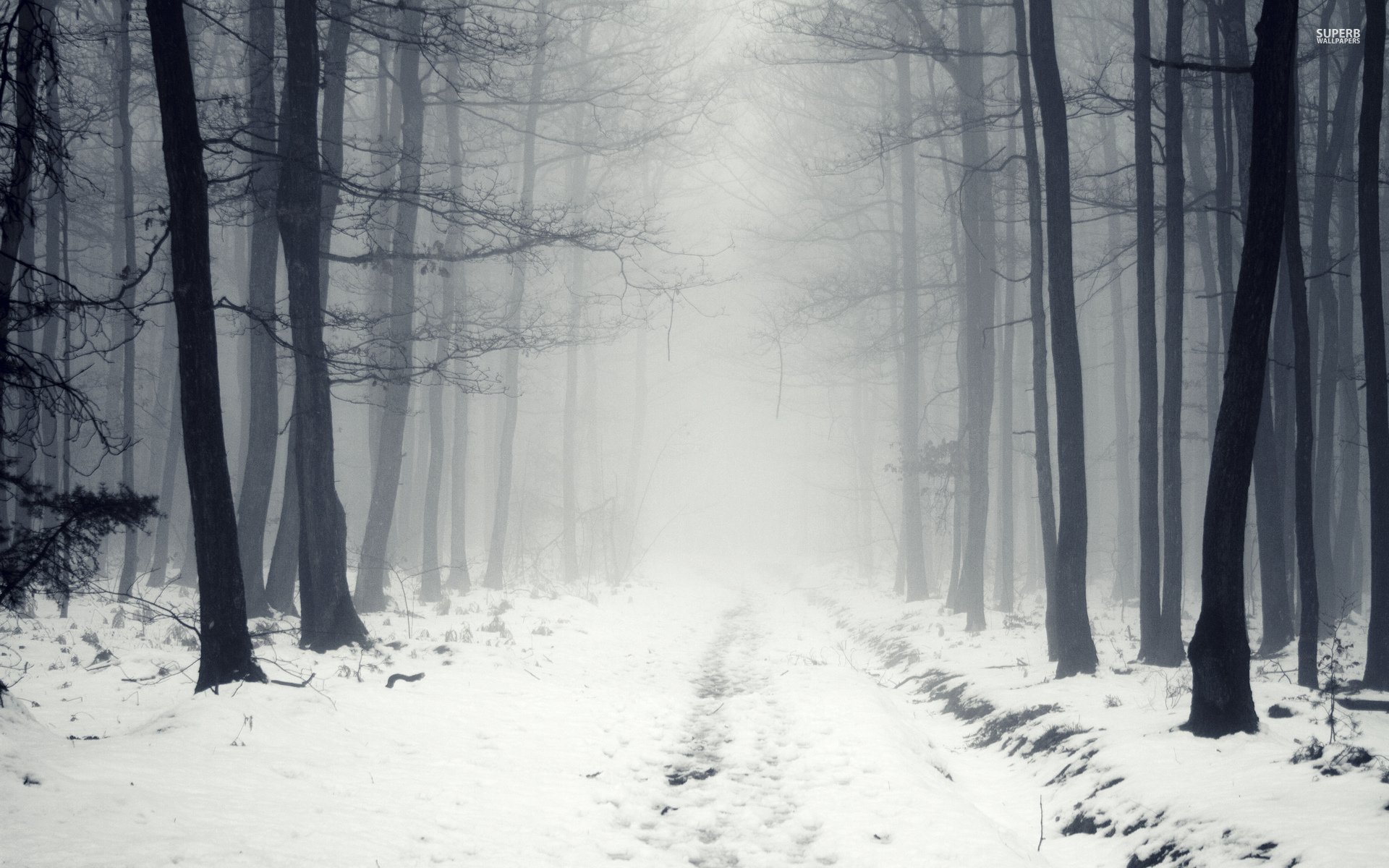Snowy Path In The Foggy Forest 17429 Wallpaper - Foggy Snowy Trees Background - HD Wallpaper 