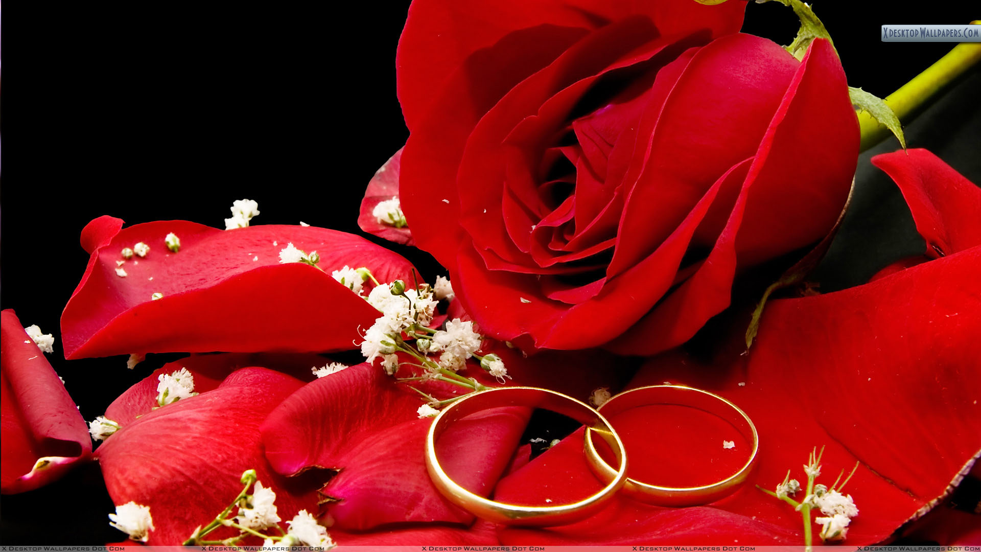 Black Background Red Rose Wedding - HD Wallpaper 
