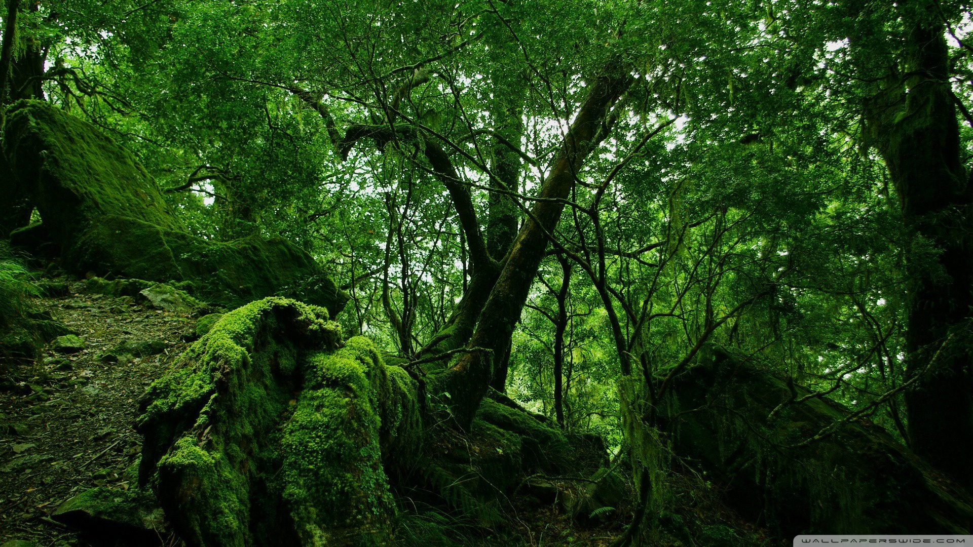 Magical Mystical Mossy Green Muse - Dense Forest - HD Wallpaper 
