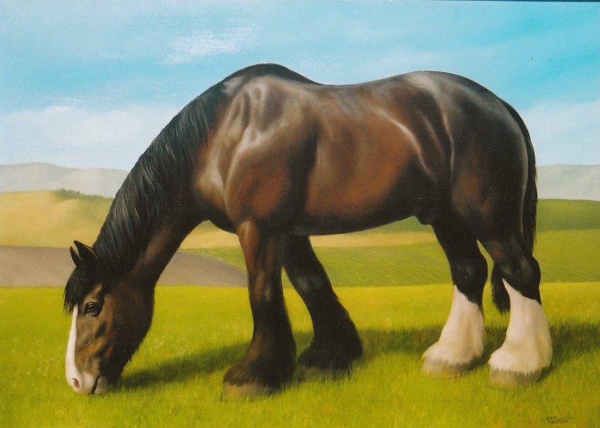 Shire Wallpapers Hd - Shire Horse Backgrounds - HD Wallpaper 