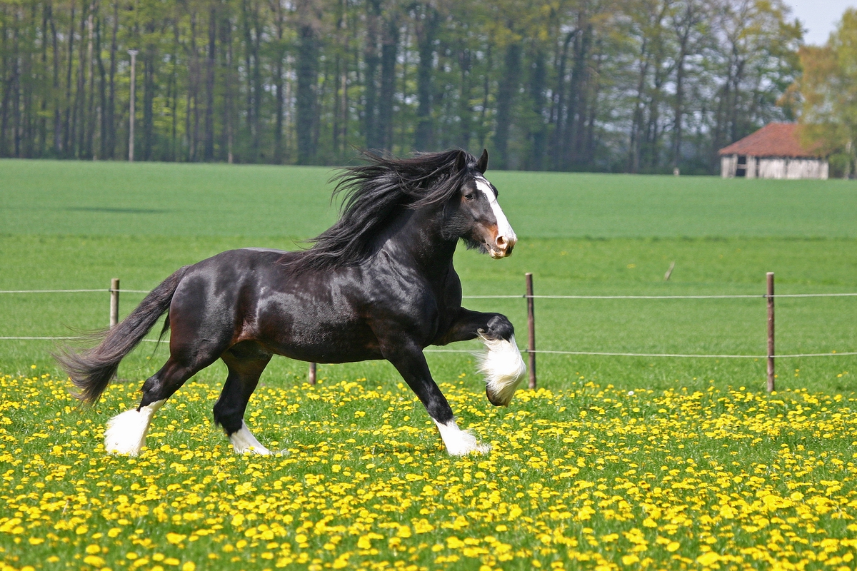 Shire Horse Wallpaper Hd - Shire Horse - HD Wallpaper 
