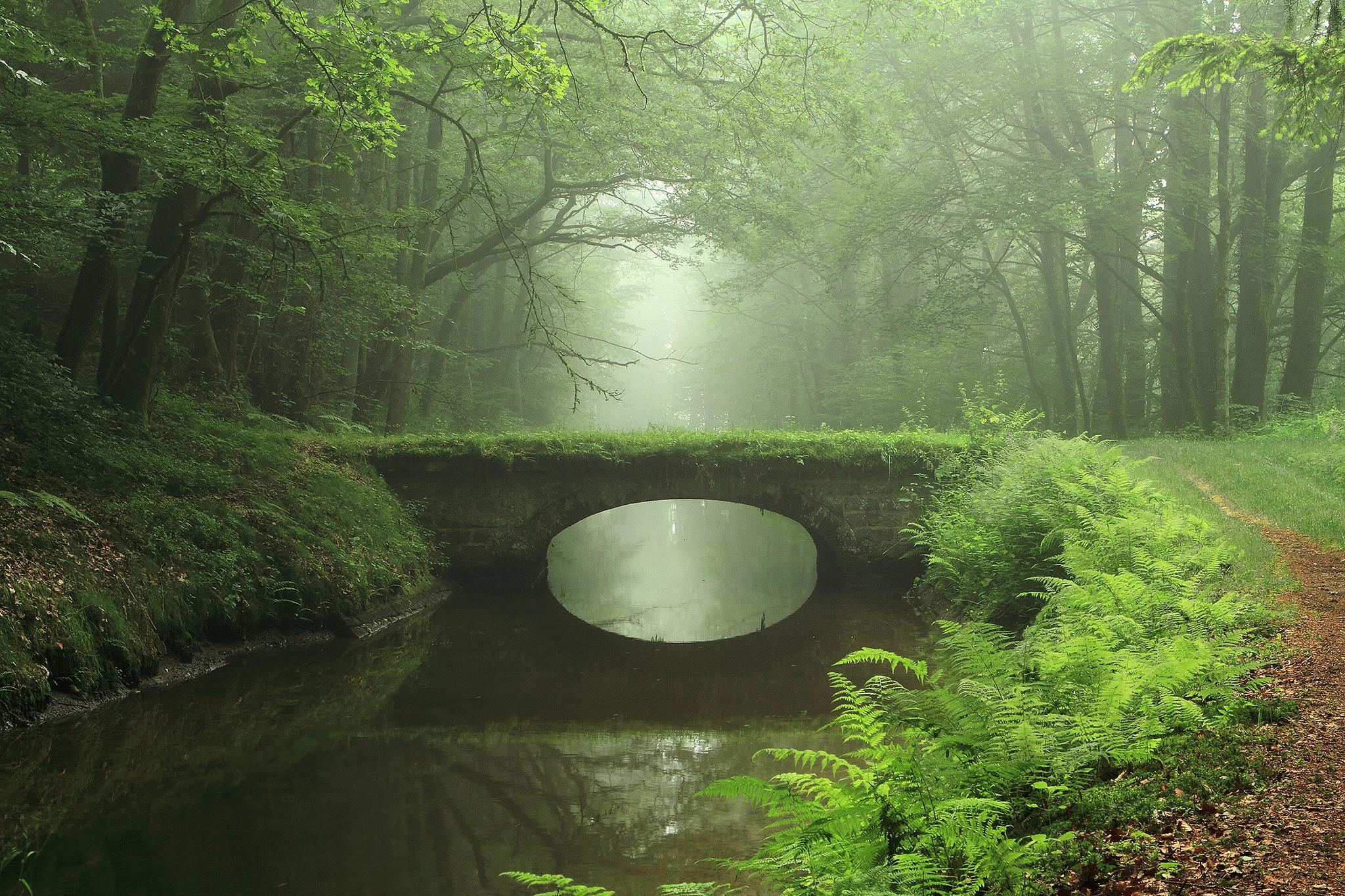 The Shire Wallpaper - Bridge In The Woods - HD Wallpaper 