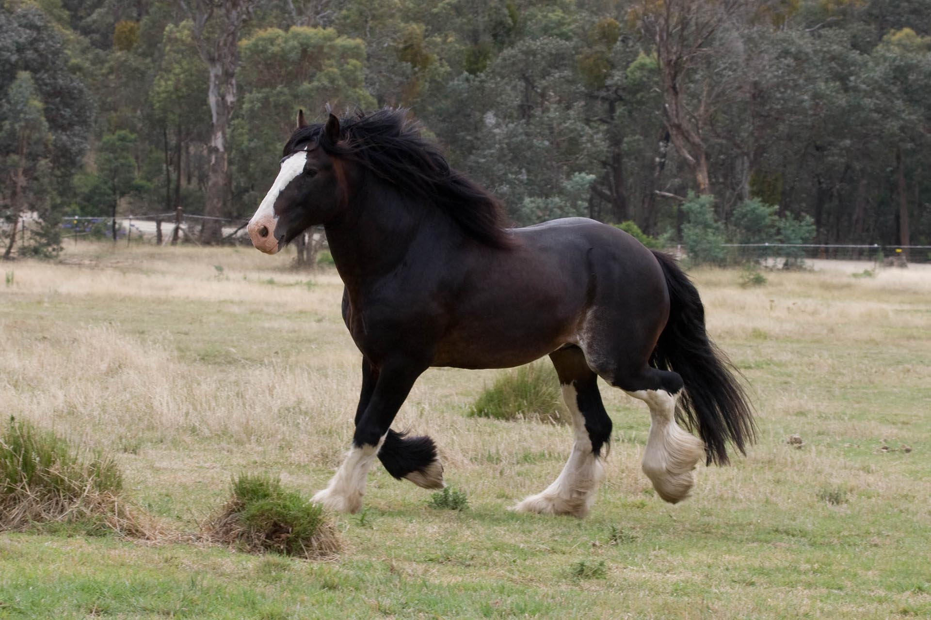 Shire Horse Background Wallpaper - Shire Horse - HD Wallpaper 