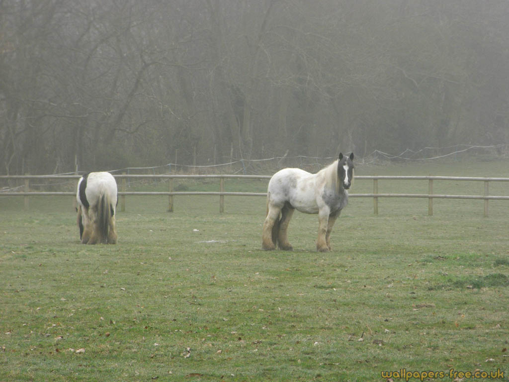 Two Shire Horses In A Misty Field - Shire Horse In Field - HD Wallpaper 