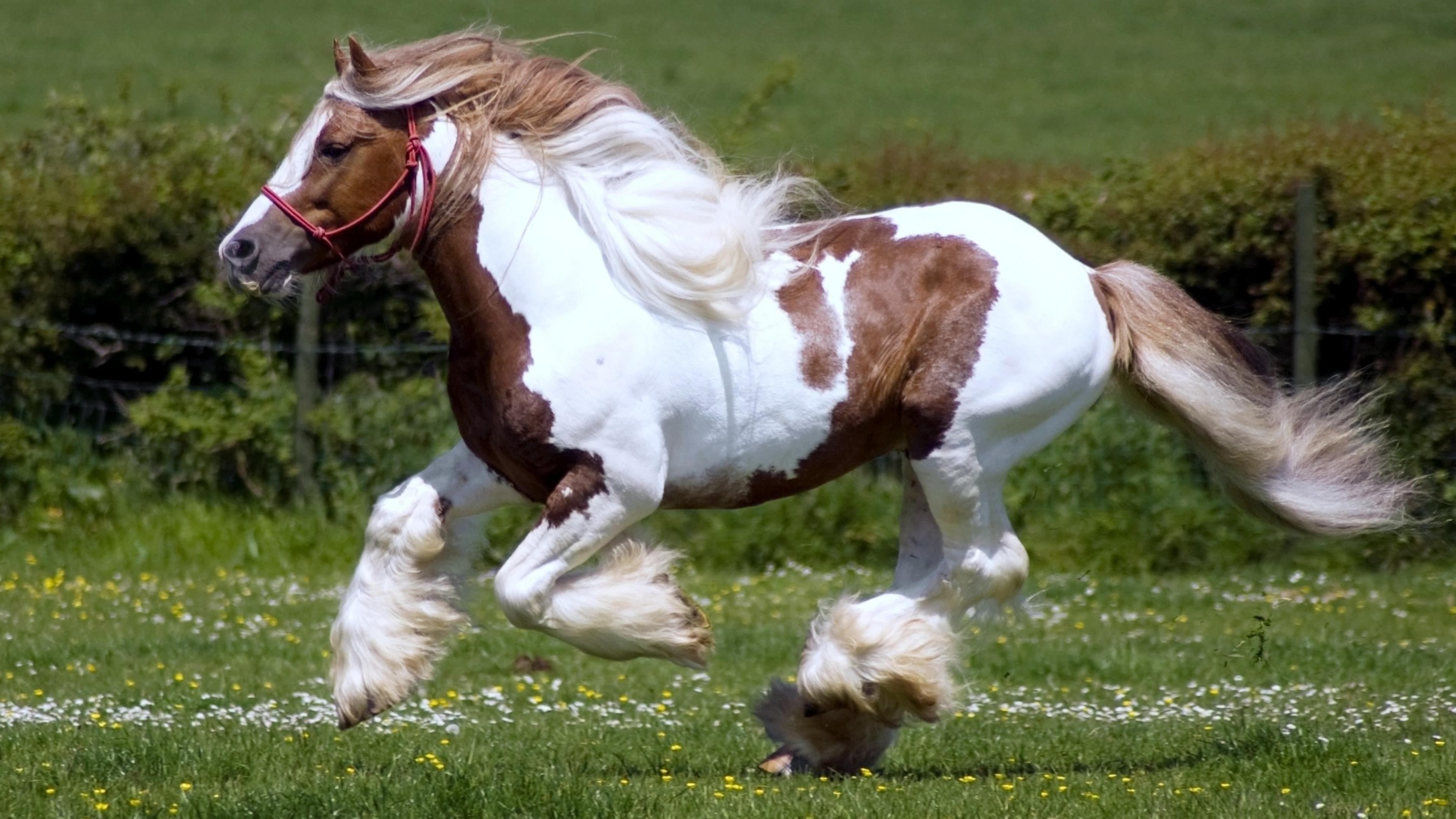 Shire Horse Wallpaper - Paint Horse - HD Wallpaper 