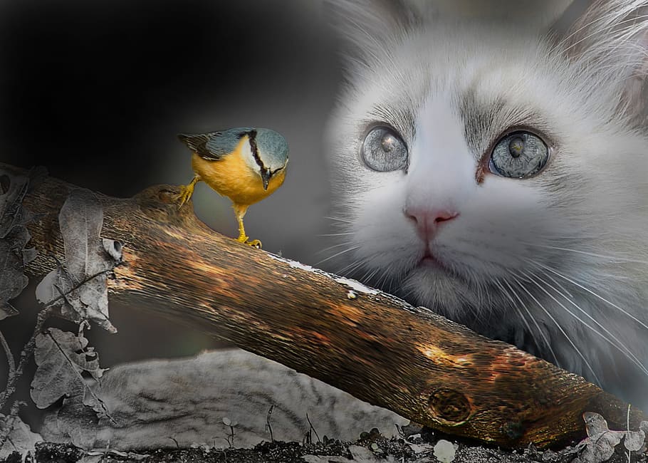 Yellow And Gray Bird And White Cat Wallpaper, Cats, - Cat - HD Wallpaper 