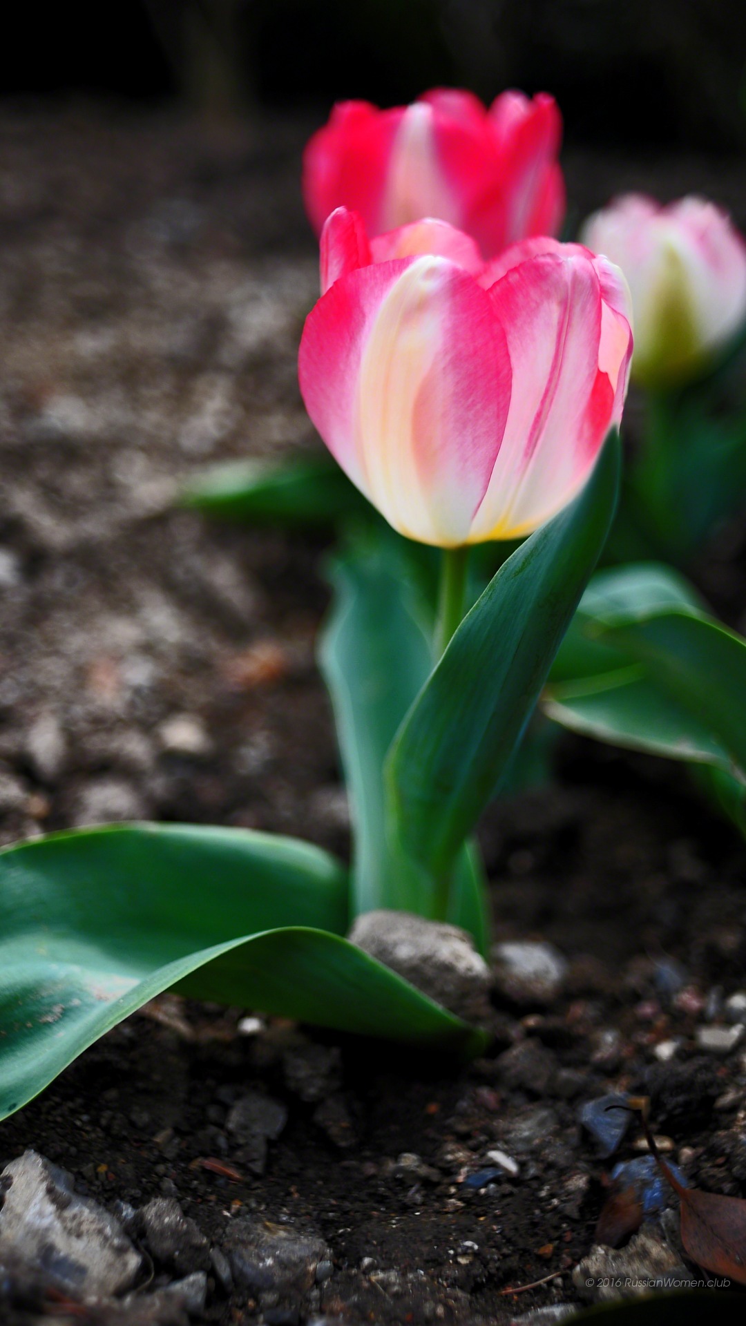 Allview P9 Energy Background - Papel De Parede Para Celular Flores Hd - HD Wallpaper 