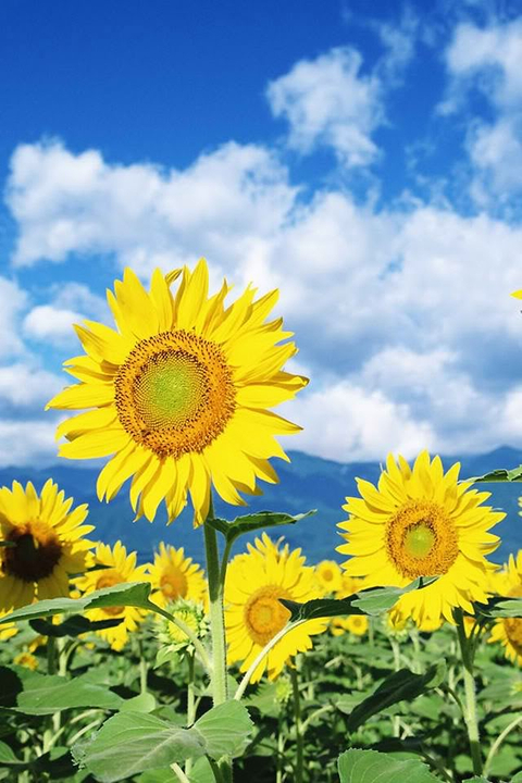 Common Sunflower - HD Wallpaper 