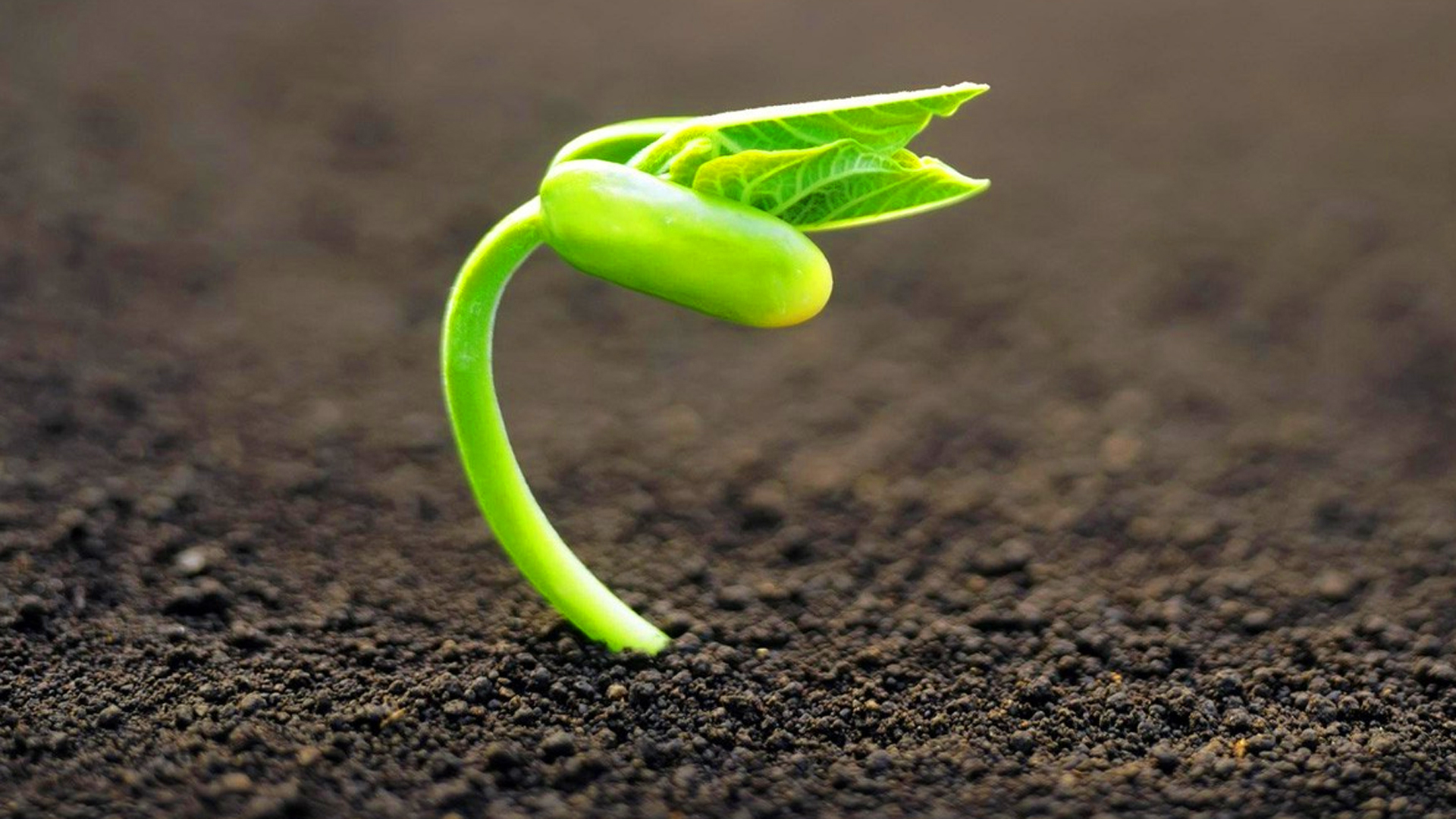 User Uploaded Image - Wwe Kevin Owens Wallpaper Hd - HD Wallpaper 