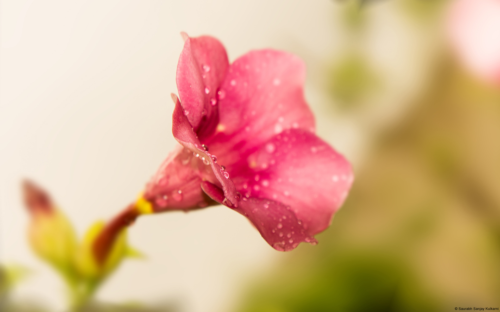 Windows 10 Fond Ecran Fleur - HD Wallpaper 