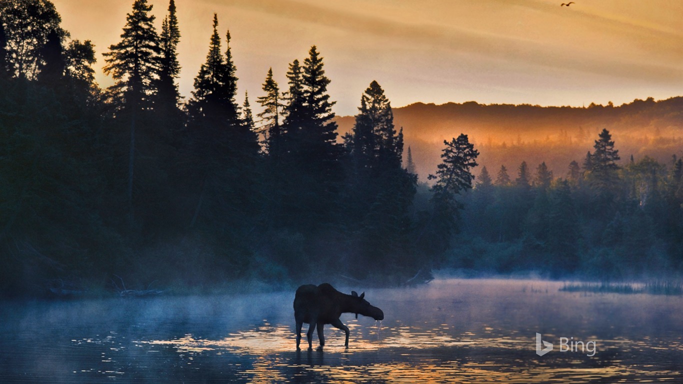 Western Moose Michigan-2016 Bing Desktop Wallpaper2016 - Isle Royale Míchigan - HD Wallpaper 