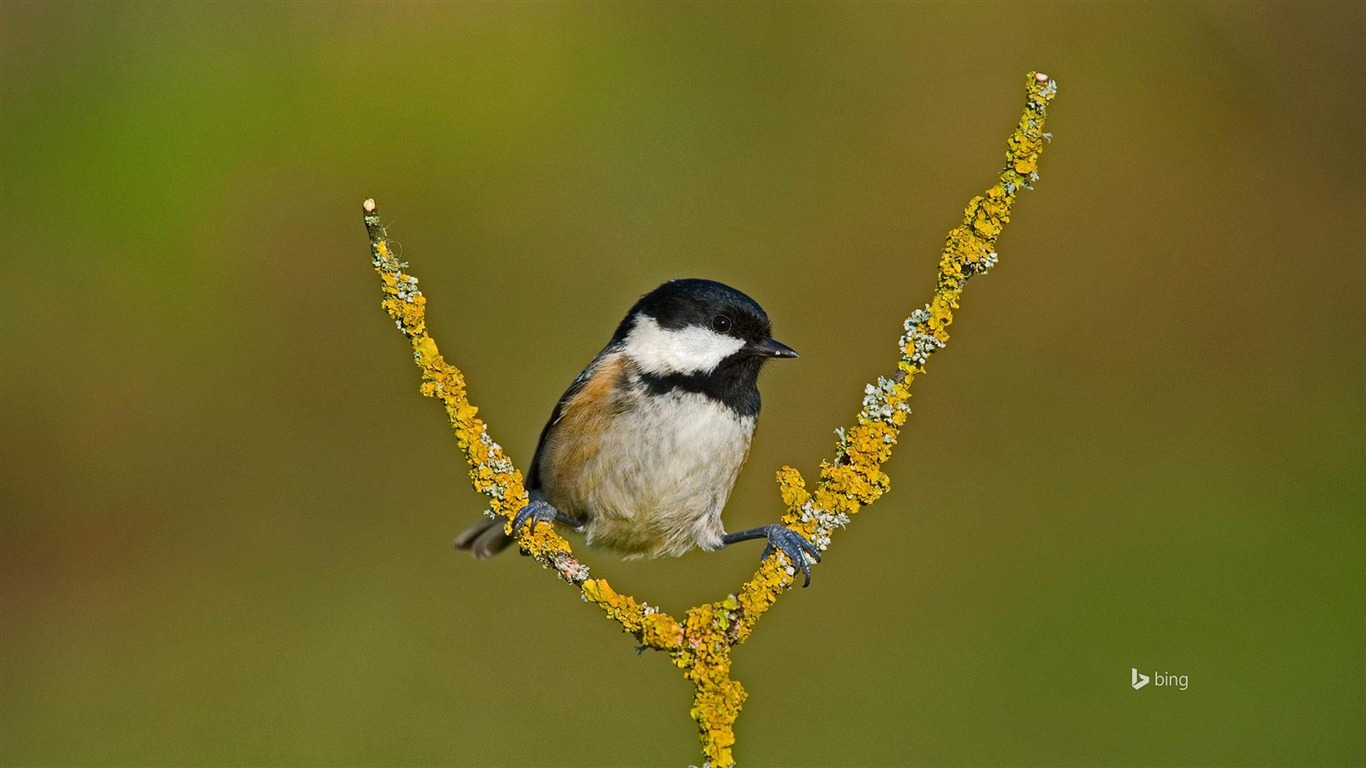 Shu Chashang Bird-bing Desktop Wallpaper2015 - Coal Tit - HD Wallpaper 