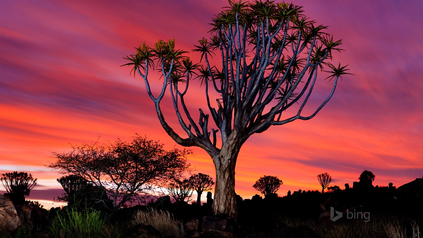 Namibia Quiver Tree-bing Desktop Wallpaper2015 - Bing - HD Wallpaper 