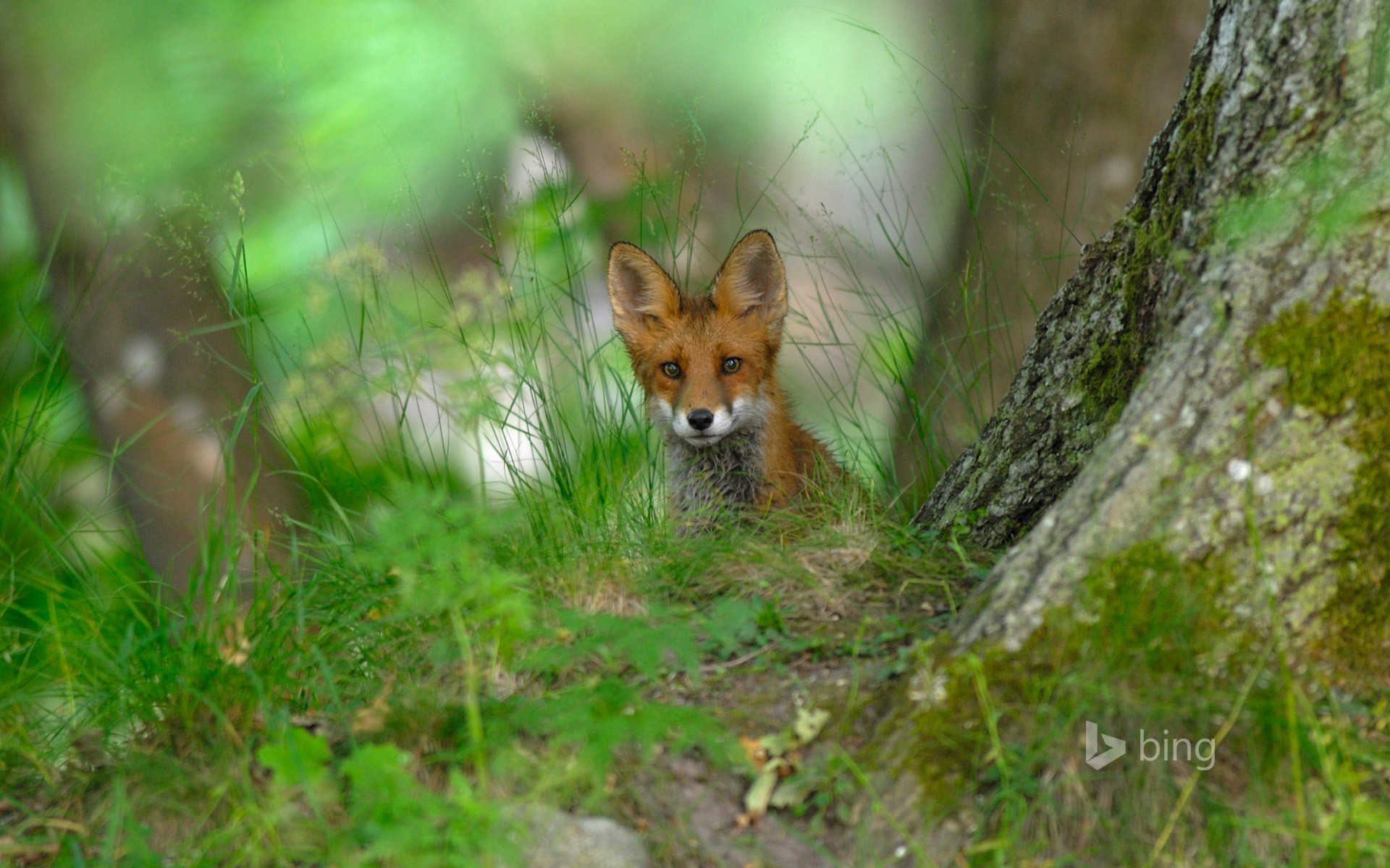 Red Fox Montreal Canada 2016 Bing Desktop Wallpaper - Red Fox Forest - HD Wallpaper 