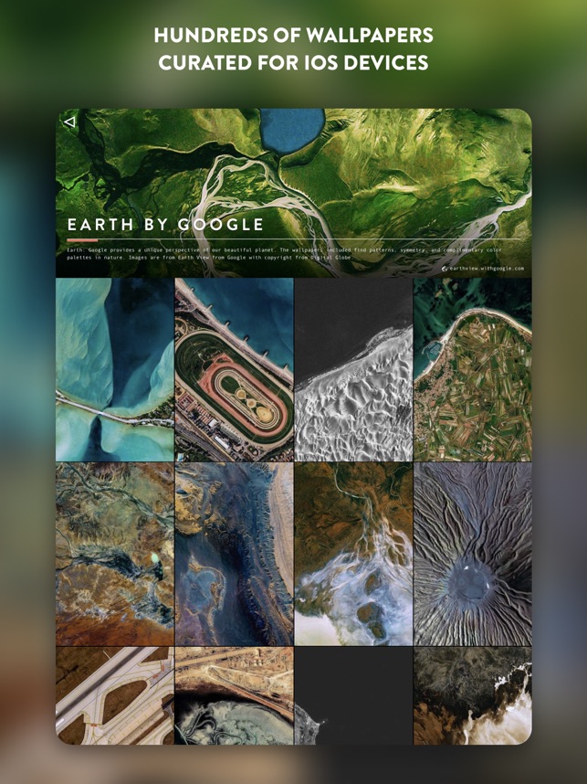 Marine Invertebrates - HD Wallpaper 