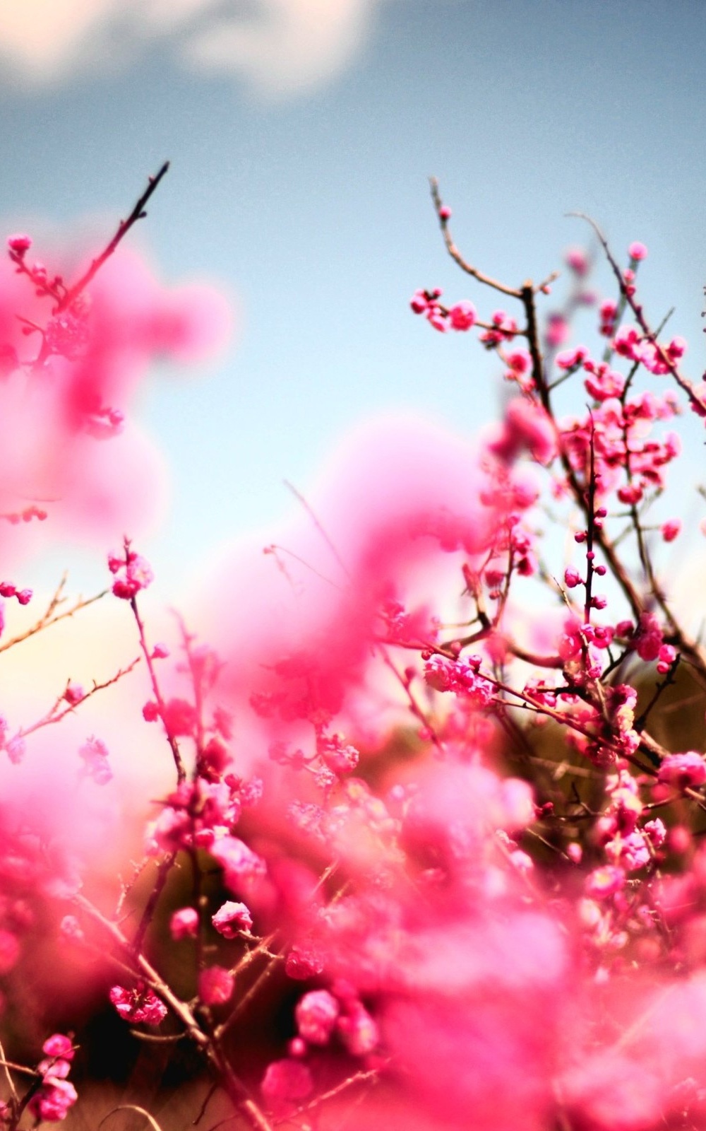 Cherry Blossom Hd Wallpaper For Android - HD Wallpaper 