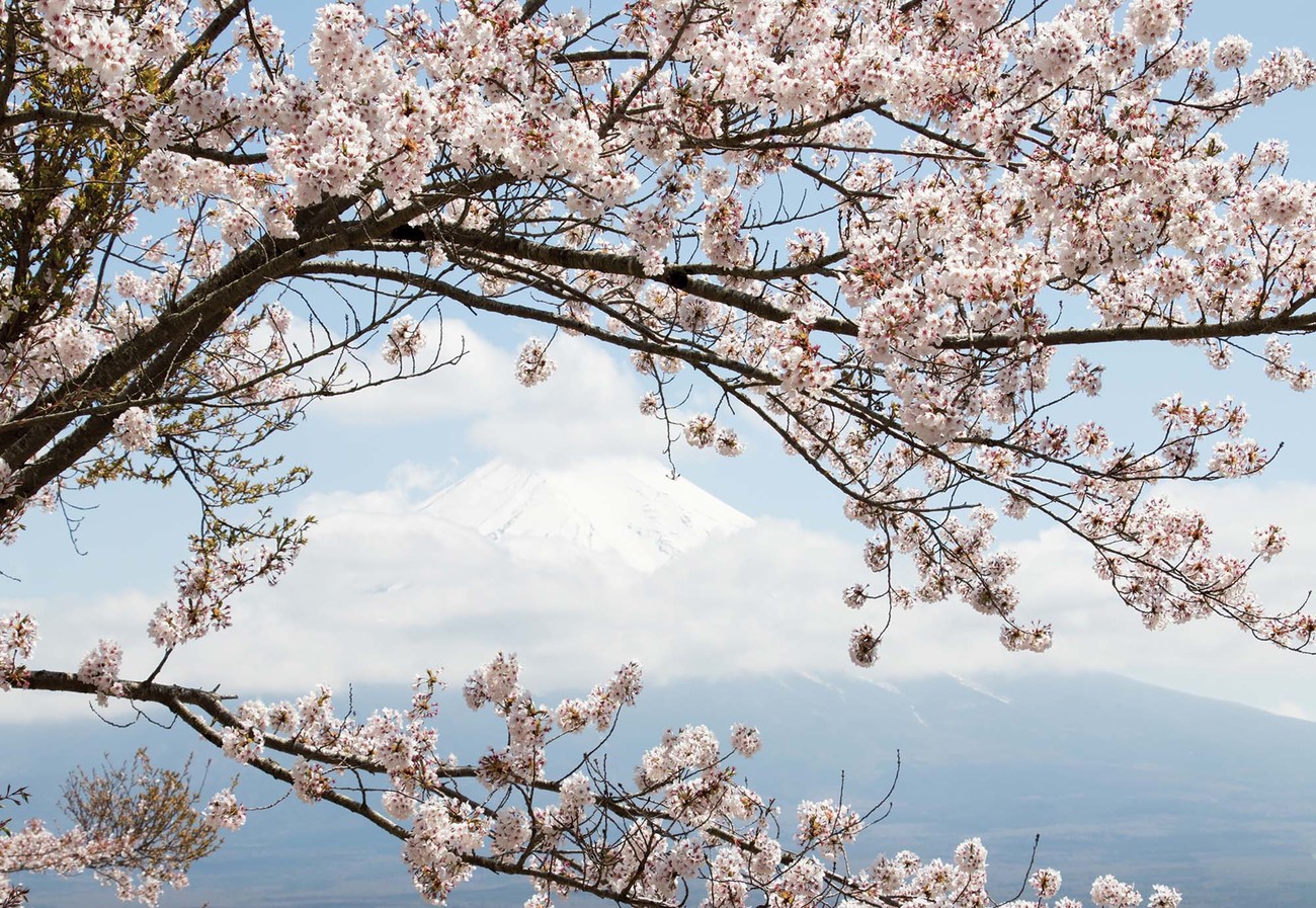 Cherry Blossom Tree Wallpaper Mural - Lonely White Cherry Trees - HD Wallpaper 