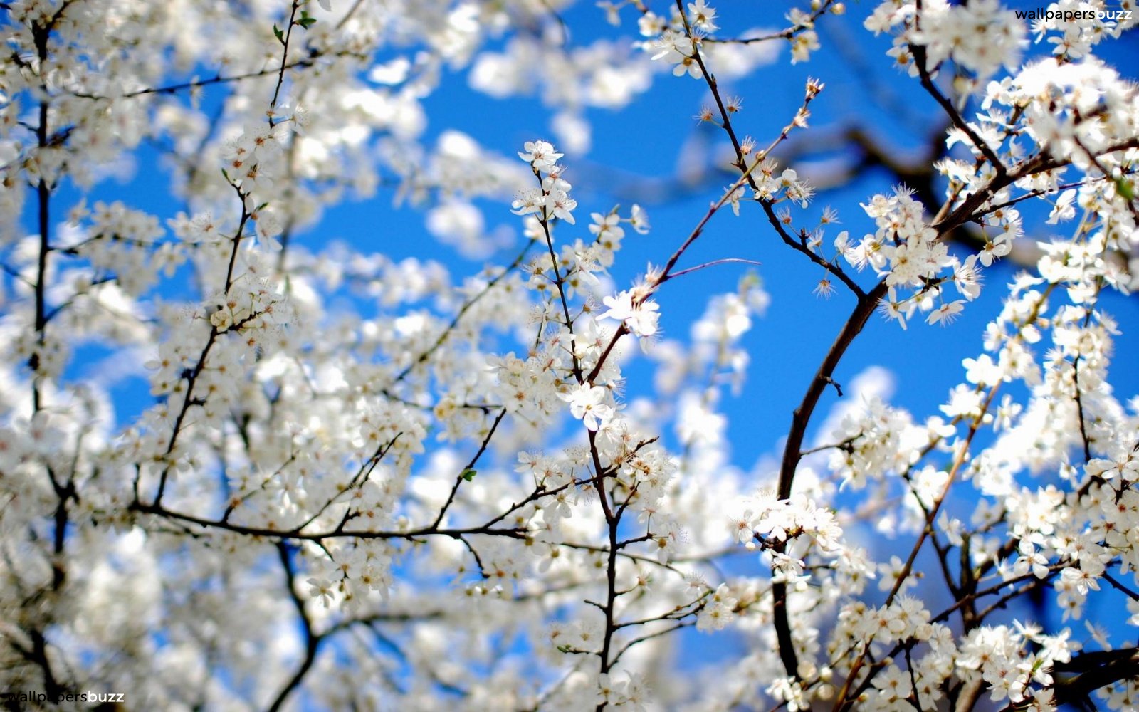 Blossom Tree Wallpaper - HD Wallpaper 