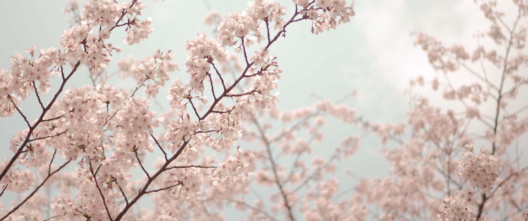 Cherry Blossom - HD Wallpaper 