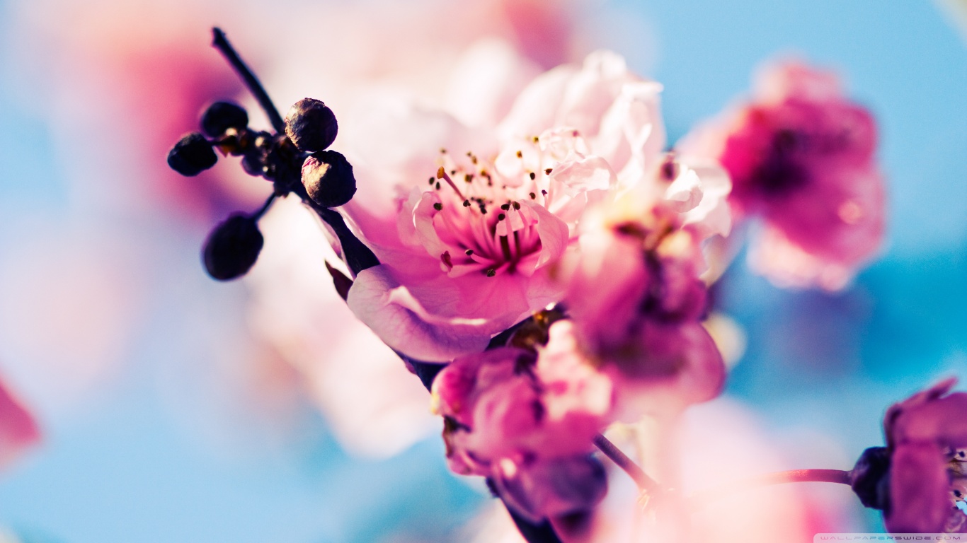 Beautiful Cherry Blossom ❤ 4k Hd Desktop Wallpaper - Cherry Blossom Japan  Close Up - 1366x768 Wallpaper 