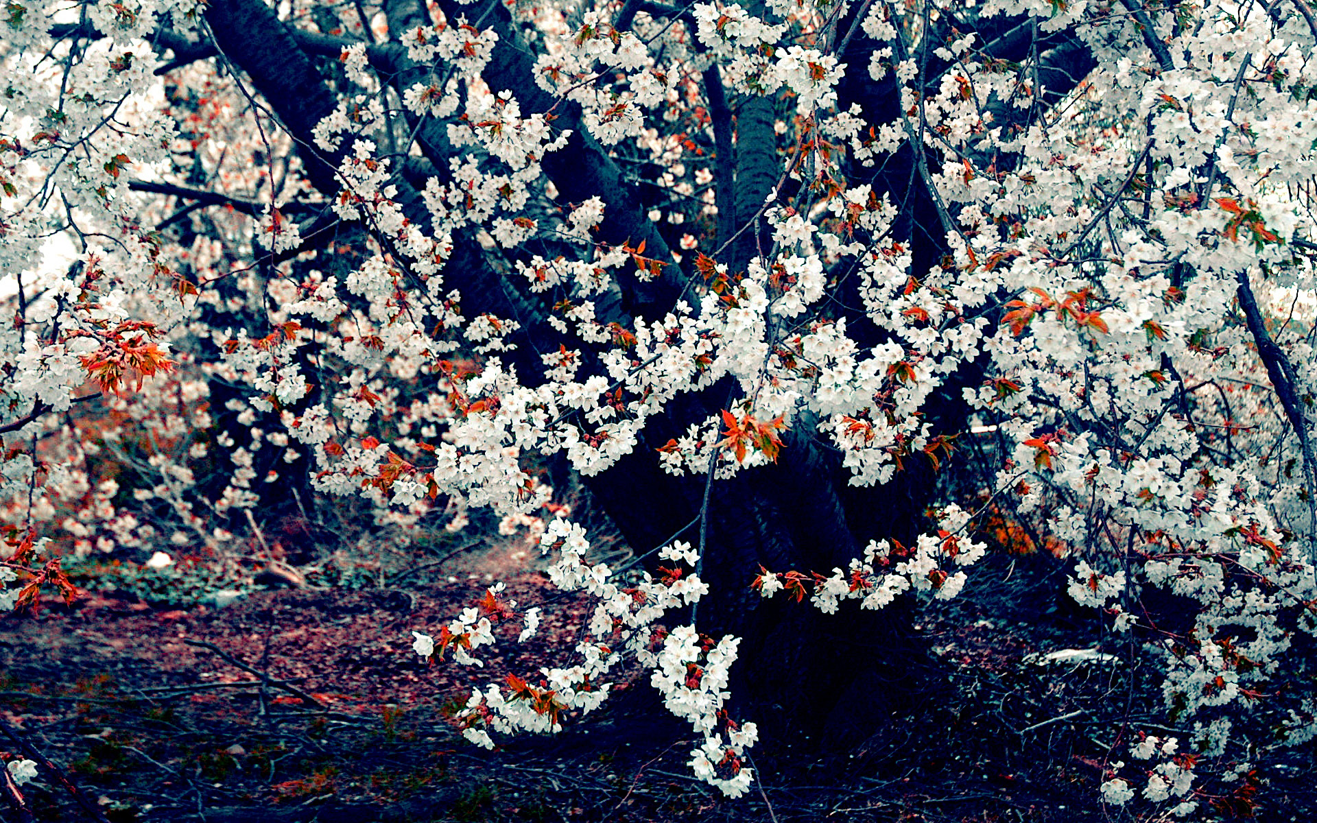 A Beautiful White Cherry Blossom Tree Wallpaper - White Cherry Blossom Tree - HD Wallpaper 