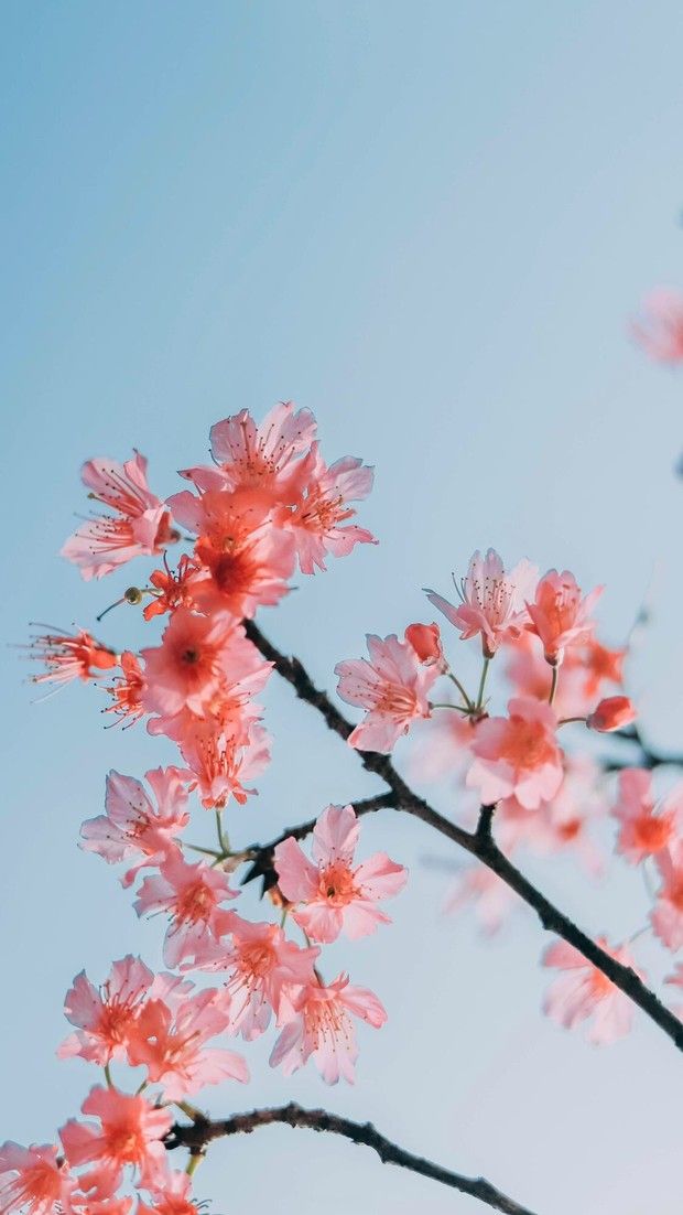 Peach Blossom - HD Wallpaper 