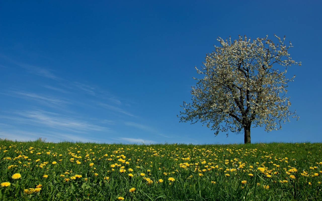 Dandelion Field & Blossom Tree Wallpapers - Campos De Flores Diente Leon - HD Wallpaper 