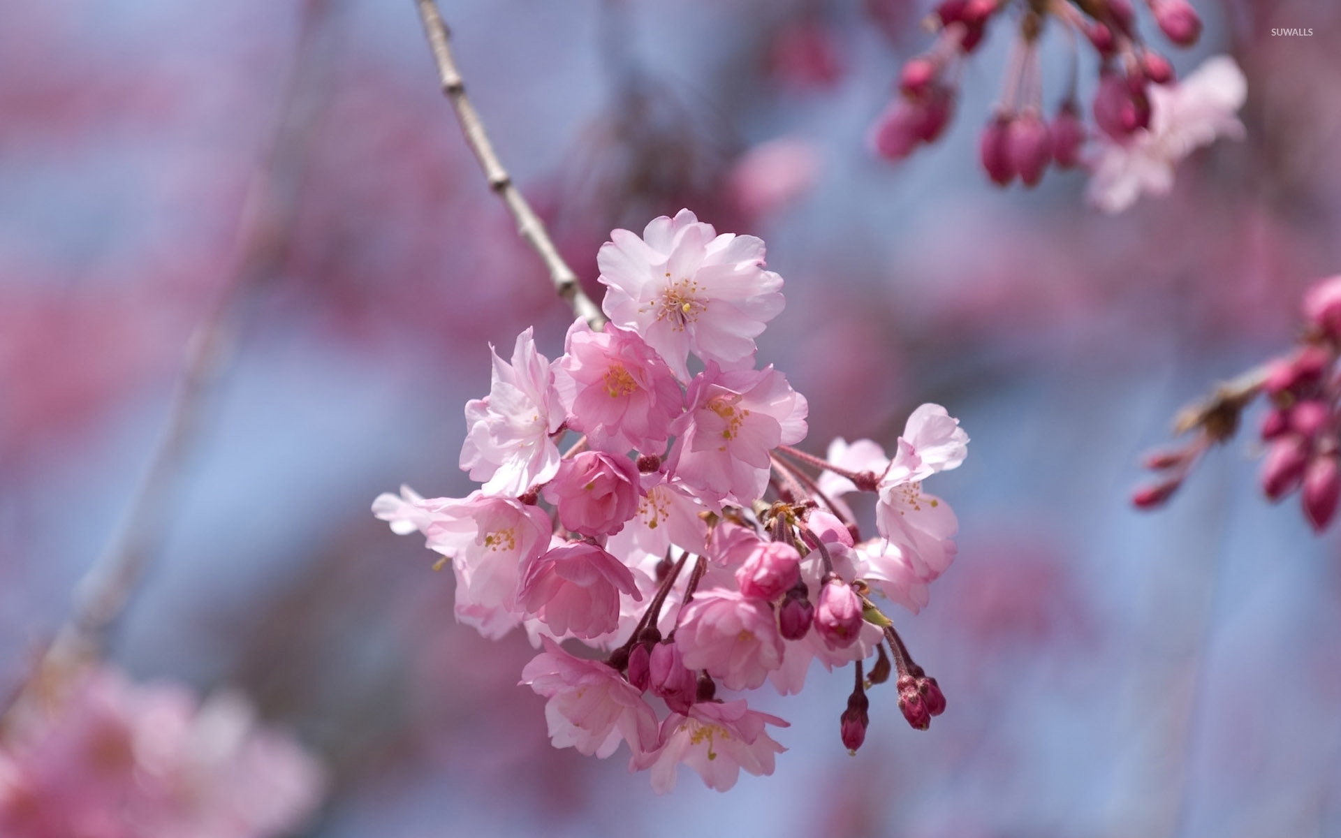Blossom Cherry Tree Flower Pink - HD Wallpaper 