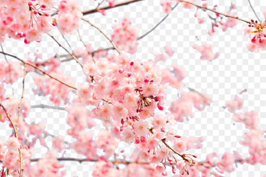Blossom Tree Wallpaper - HD Wallpaper 