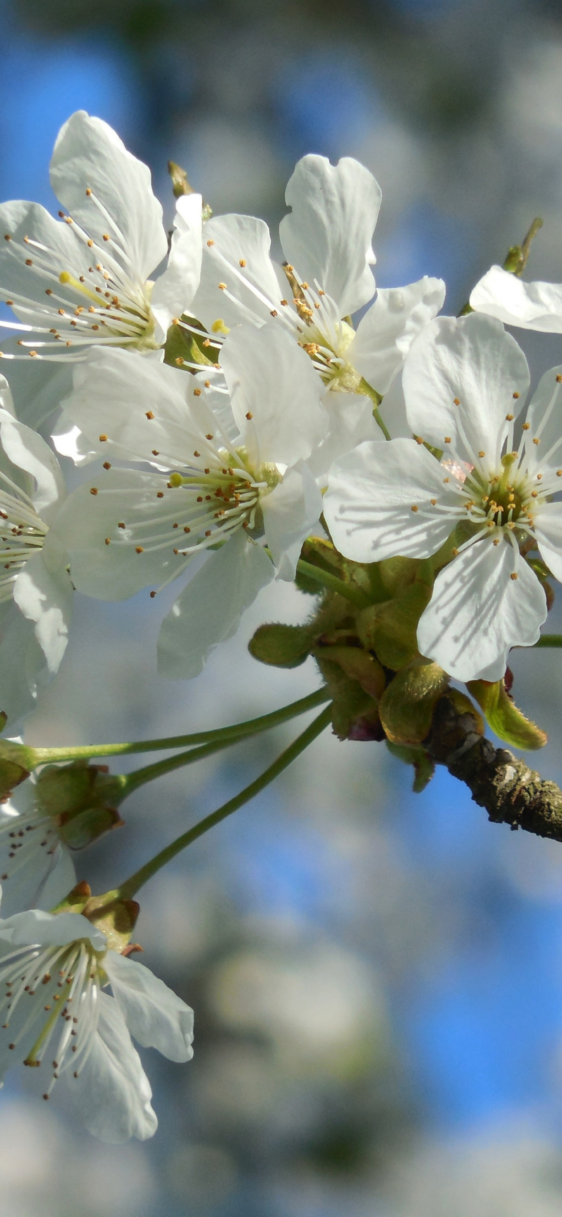 White Flowers, Cherry Blossom, Tree Branch, Wallpaper - HD Wallpaper 