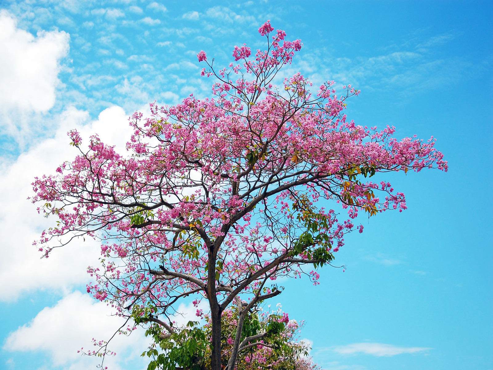 Cherry Blossom Tree Desktop Wallpaper This Wallpaper - Square Wallpaper Hd Cherry Blossom - HD Wallpaper 