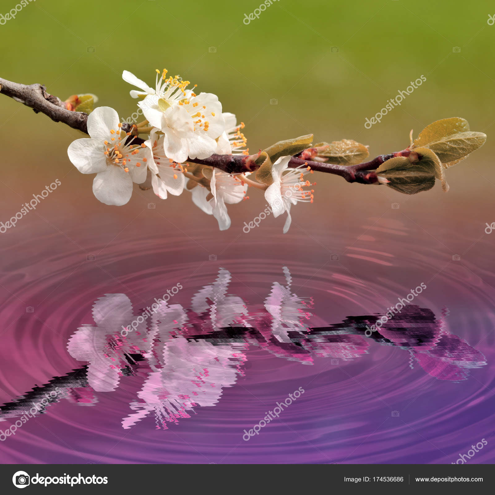 Albero Di Ciliegio Riflesso Sull Acqua - HD Wallpaper 