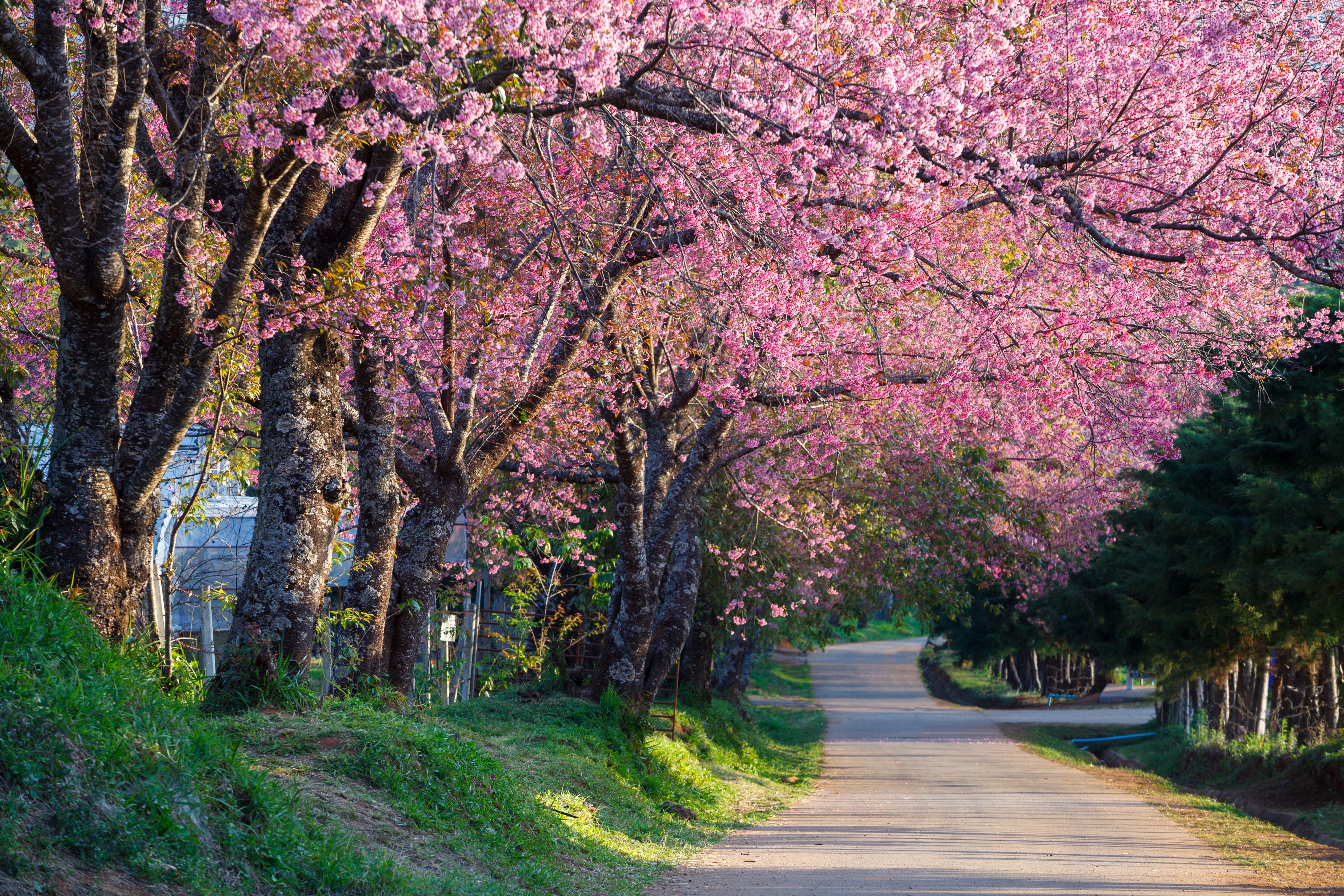 Spring Desktop Cherry Blossom Park - HD Wallpaper 