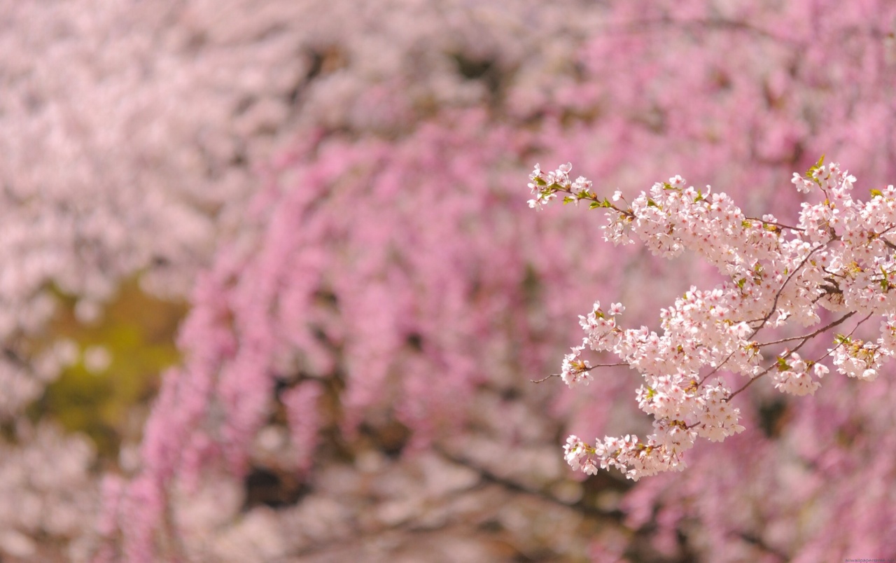 Blossom Trees Wallpapers - Cherry Blossom Trees Youtube - HD Wallpaper 
