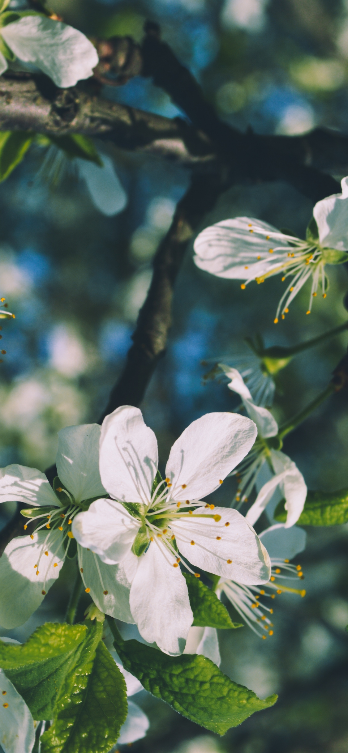 White Flowers, Cherry Blossom, Tree Branches, Nature, - Cellphone Wallpaper Flowers Tree - HD Wallpaper 