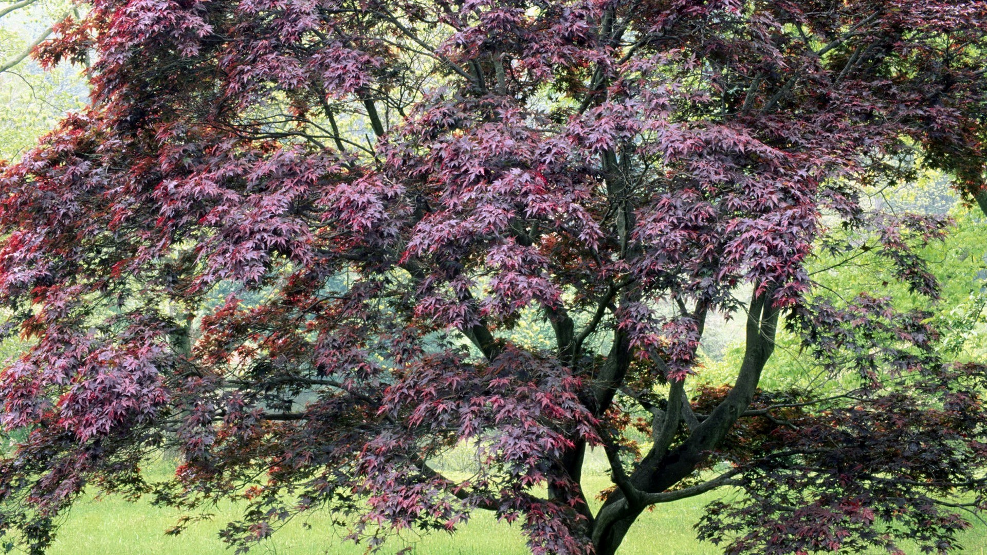 Cherry Blossom Tree Wallpaper - HD Wallpaper 