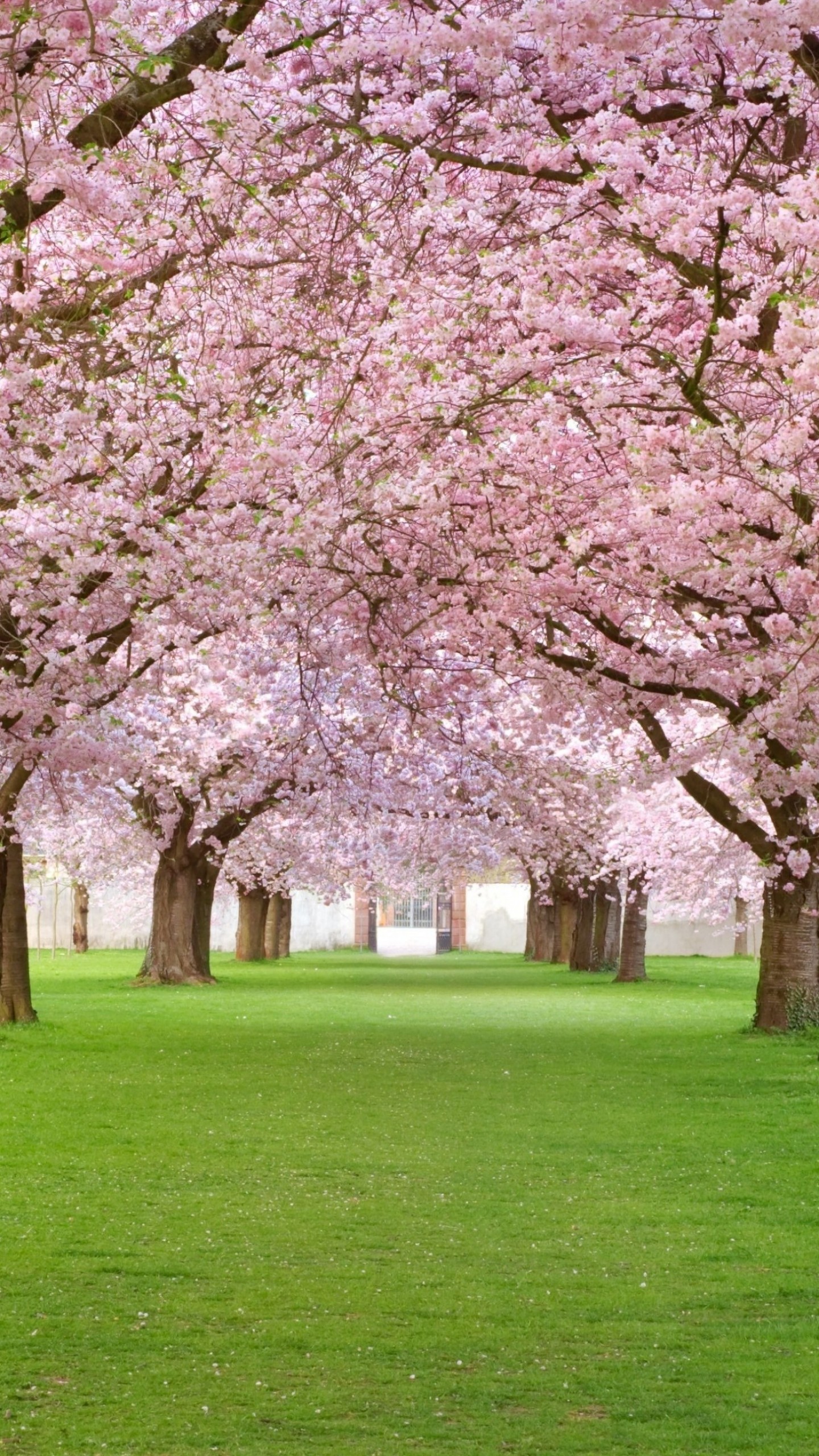 Blossom Tree Wallpaper - HD Wallpaper 