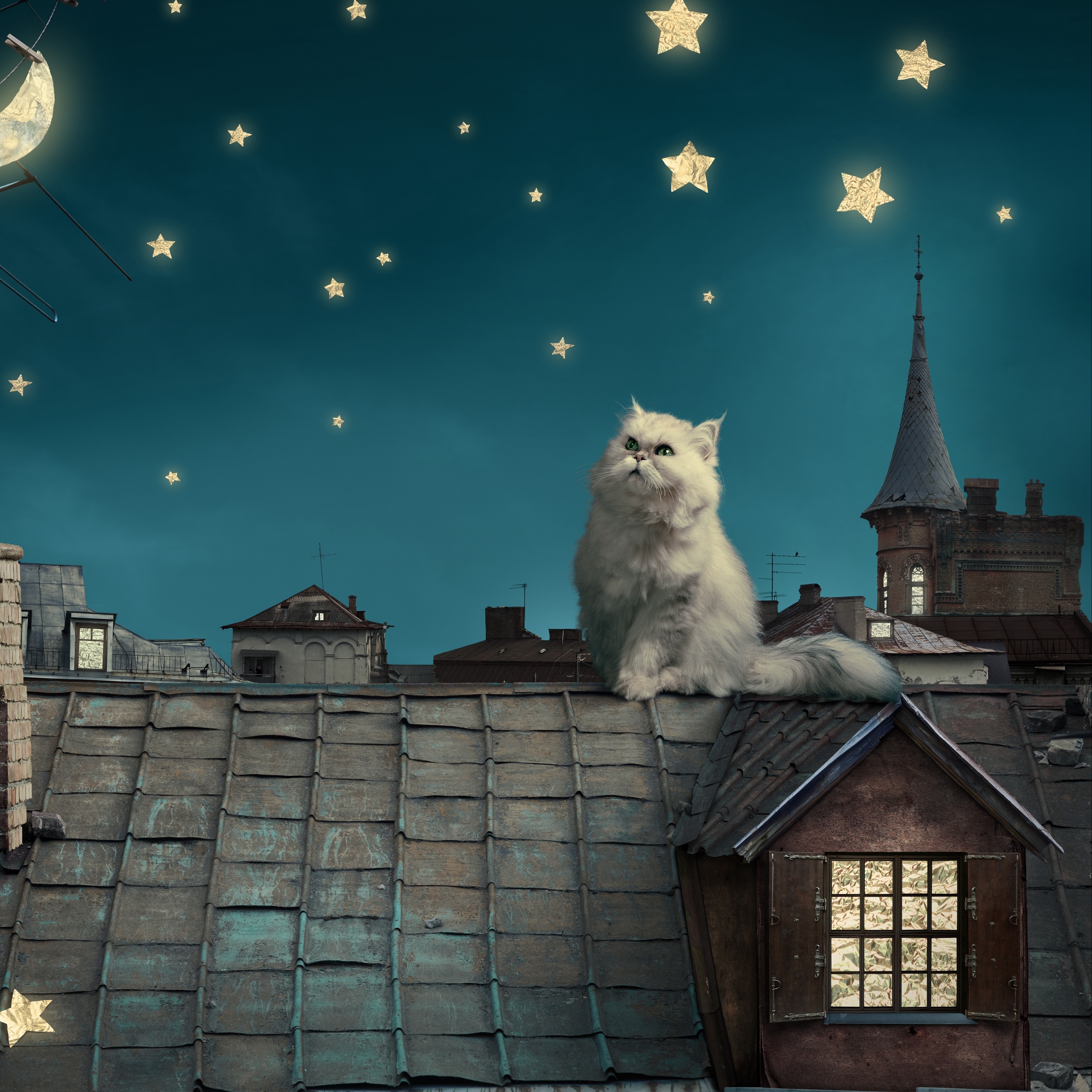 Wallpaper White Persian Cat, Kitten, Fairy Tale, Fantasy, - Cat On Rooftop At Night - HD Wallpaper 