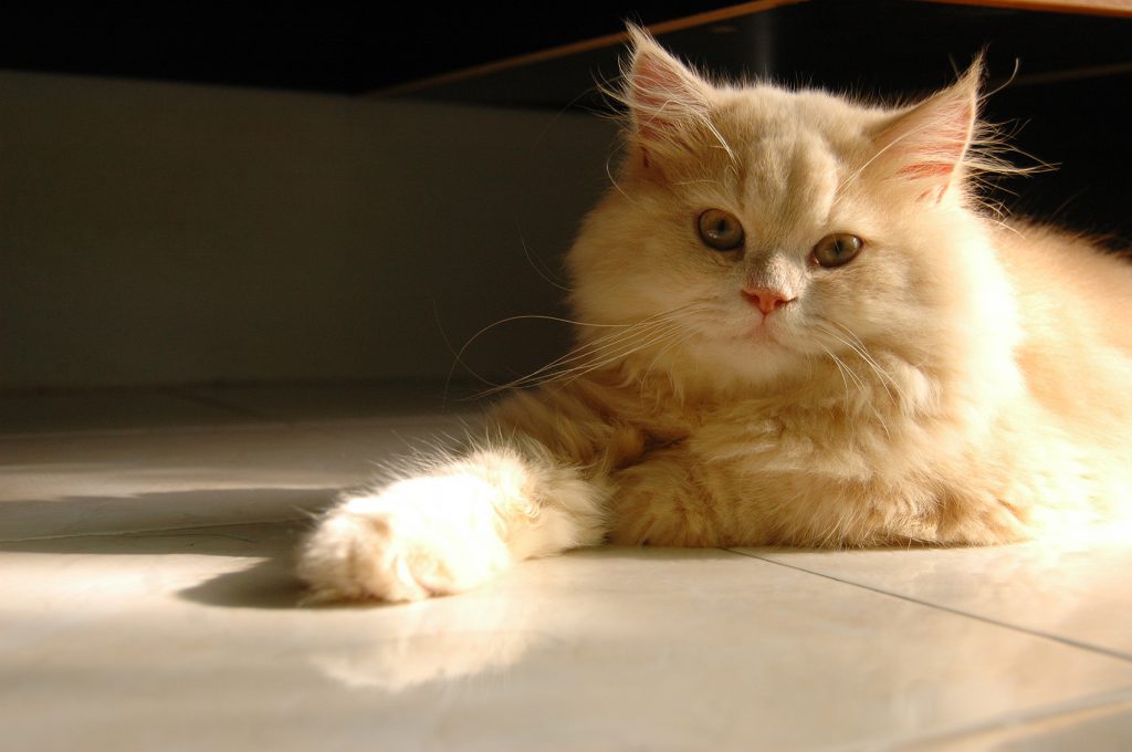 Persian Cat Wallpaper Hd - HD Wallpaper 