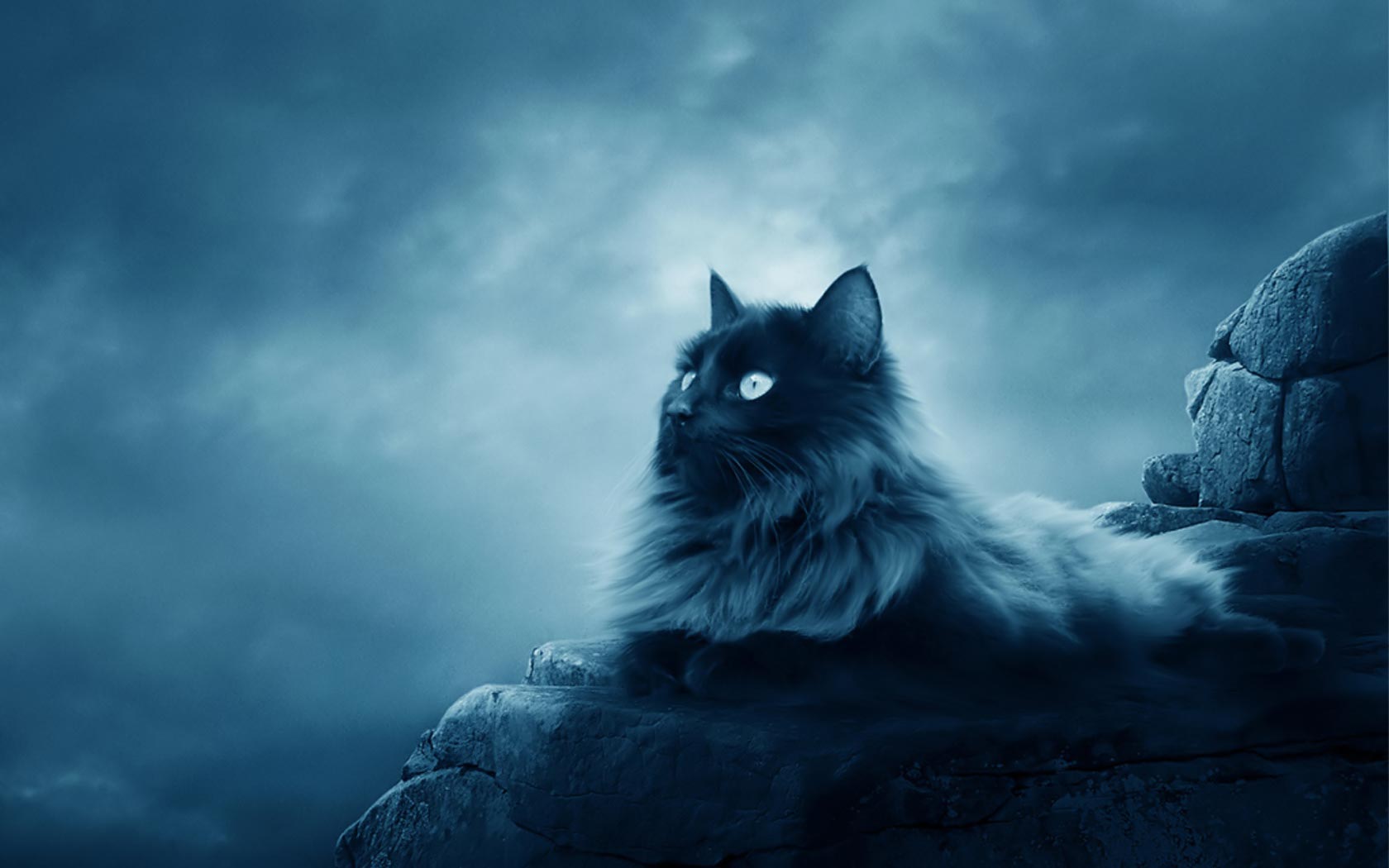 Black Persian Cat Wallpaper Info About Persian Cat - 3d Wallpaper Cat - 1680x1050 Wallpaper Black Persian Cat Wallpaper Info About Persian Cat - 3d Wallpaper Cat - 1680x1050 Wallpaper