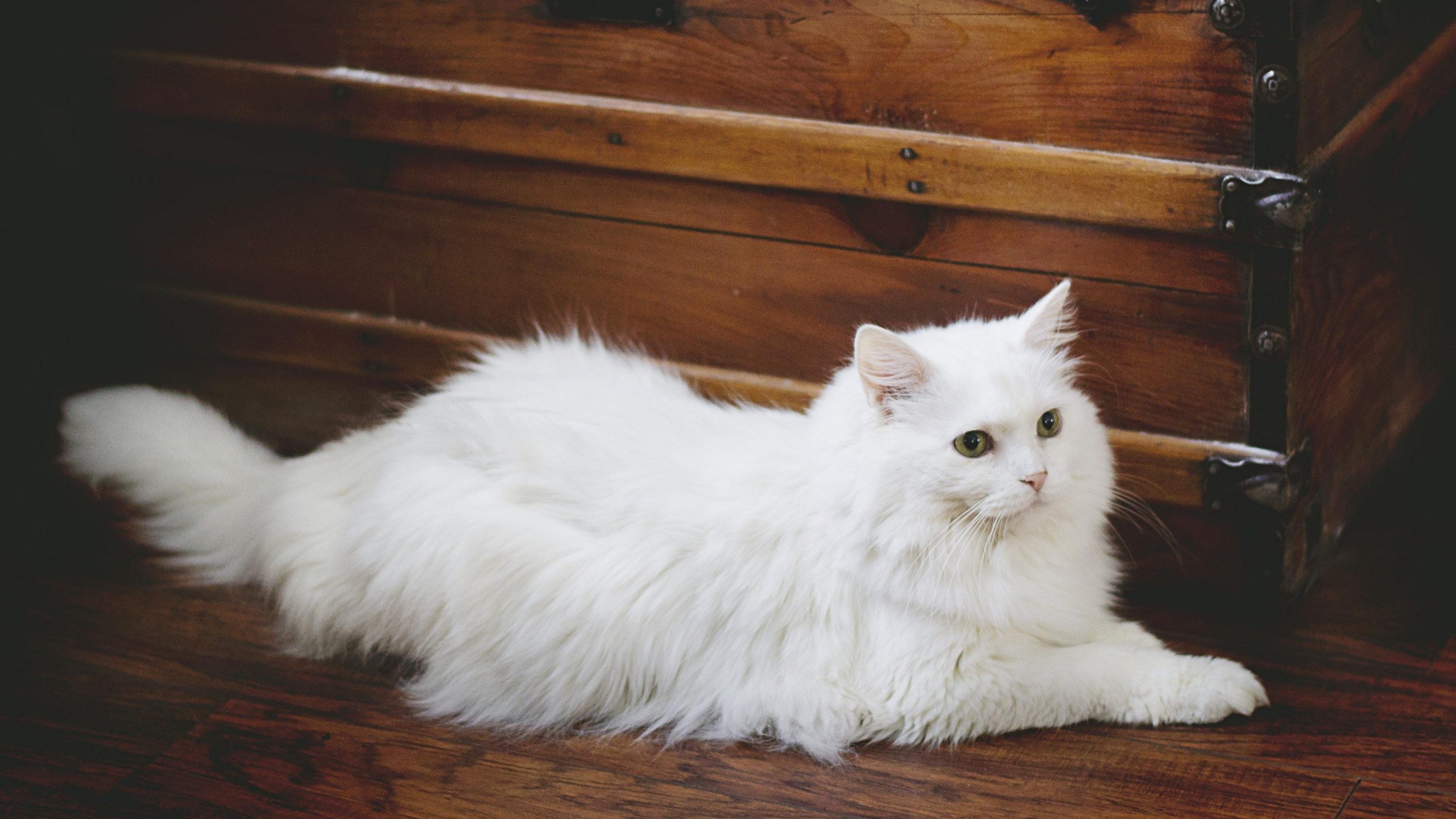 White Persian Cat Wallpaper Hd - 2560x1440 Wallpaper White Persian Cat Wallpaper Hd - 2560x1440 Wallpaper