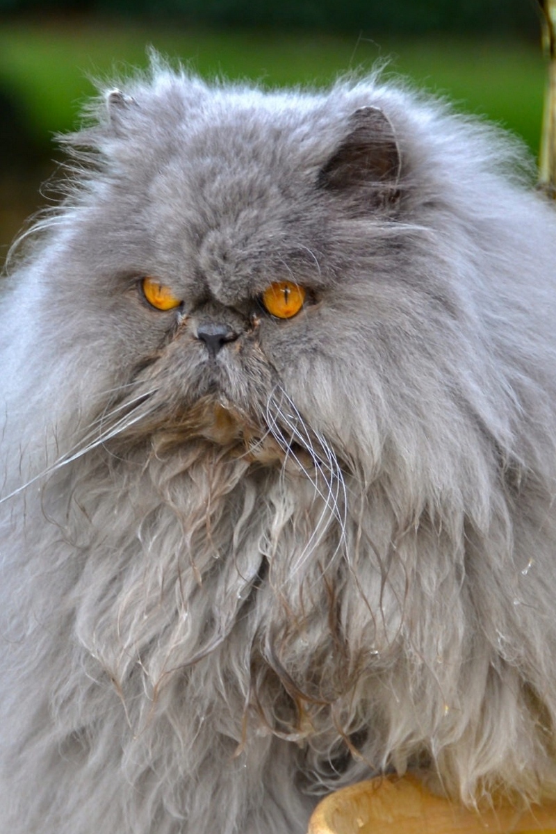 Wallpaper Persian Cat, Cat, Furry, Angry - Hd Wallpapers Persian Cats - HD Wallpaper 