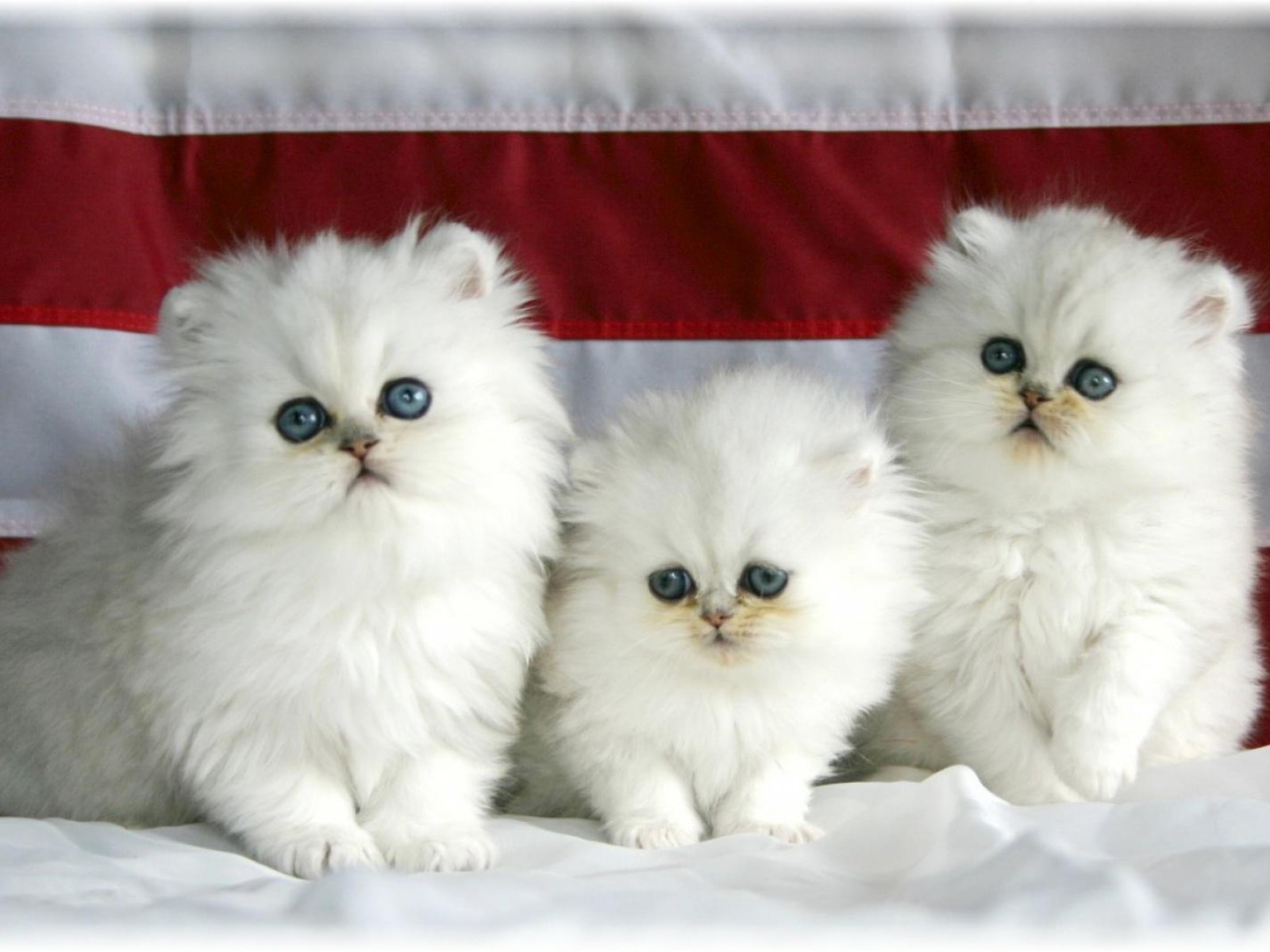 Persian Backgrounds On Wallpapers Vista - Persian Cat Images Download - HD Wallpaper 